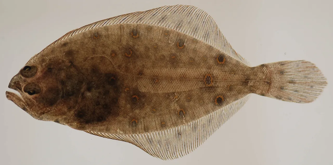A small summer flounder photographed from directly above against a plain pale ground, broad and oval, both eyes on the left side, the mouth reaching back past the eye, and numerous pale rings with dark centres scattered over the mottled brown upper surface.