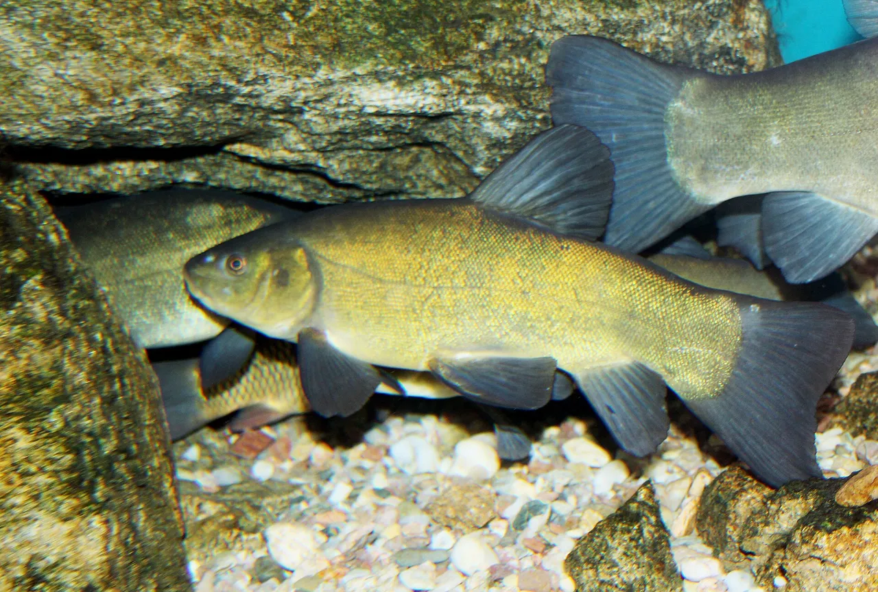 A tench over gravel, showing the thick-set olive-gold body, very small scales and rounded fins.