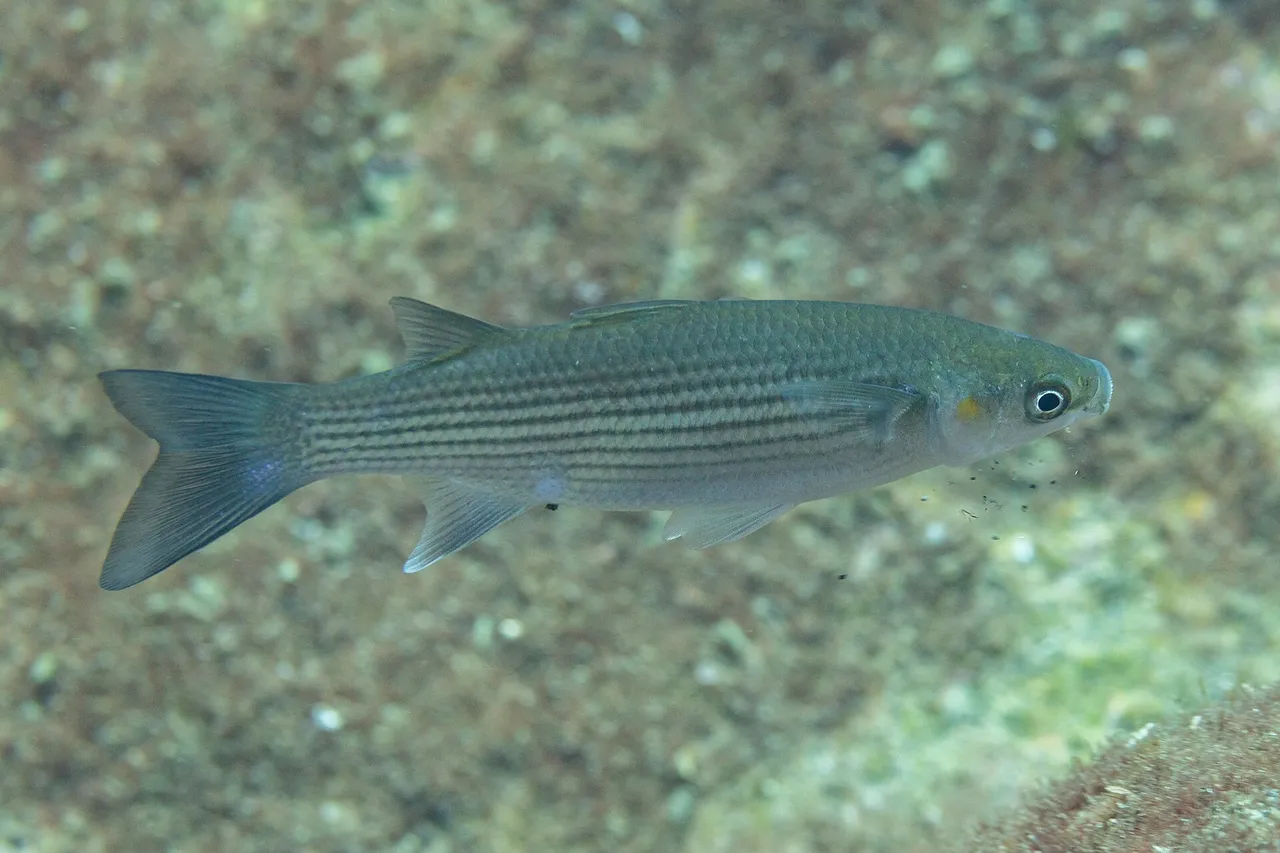 A thick-lipped grey mullet in full side view over sand, showing longitudinal grey stripes following the scale rows, two well-separated dorsal fins, a forked tail and a thick upper lip.