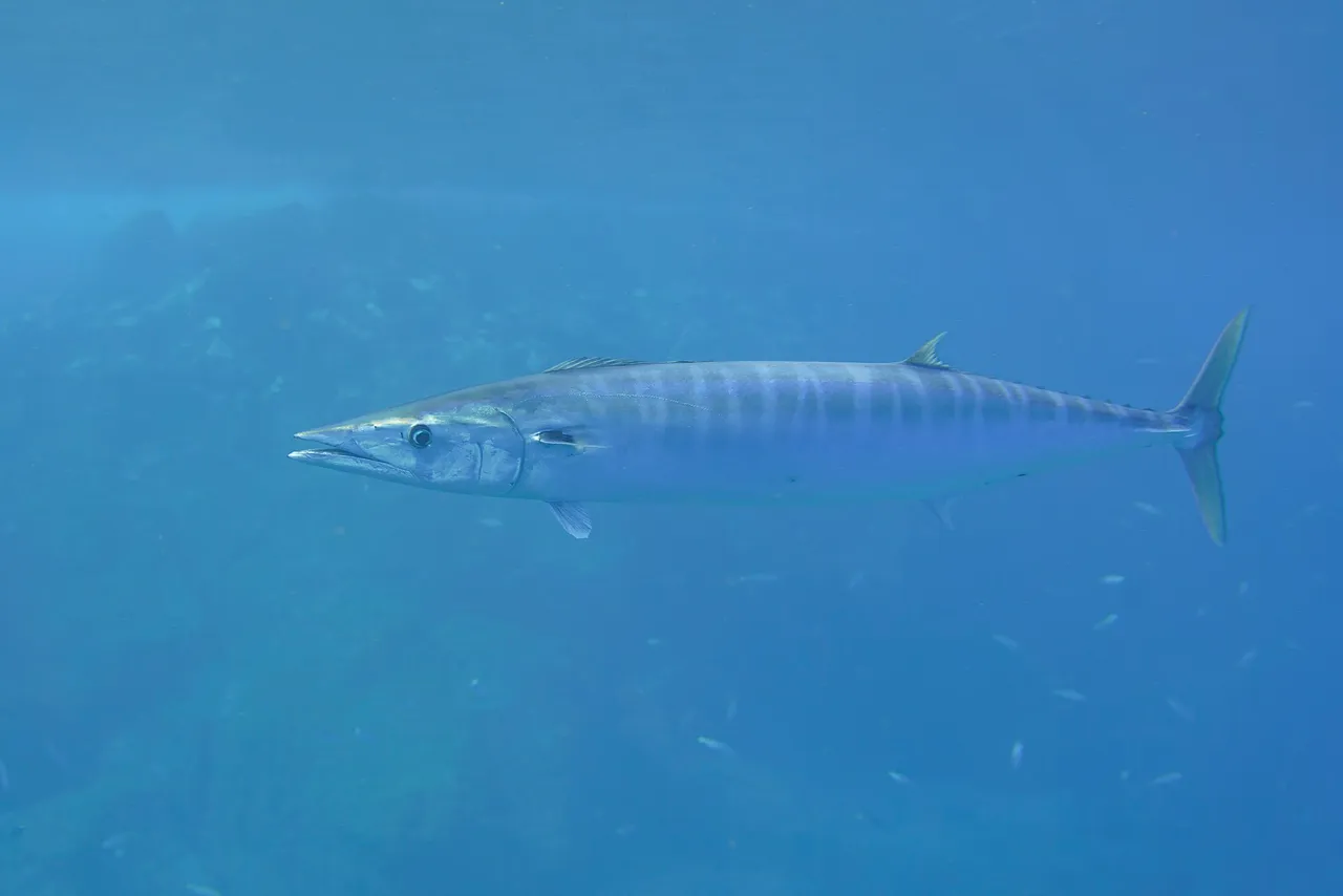 A wahoo swimming in open blue water in full side view, extremely long and slender, with vertical blue-grey bars down a silver flank, a long pointed beak-like snout, a low dorsal fin running most of the back, small finlets before the tail and a narrow keeled tail wrist.