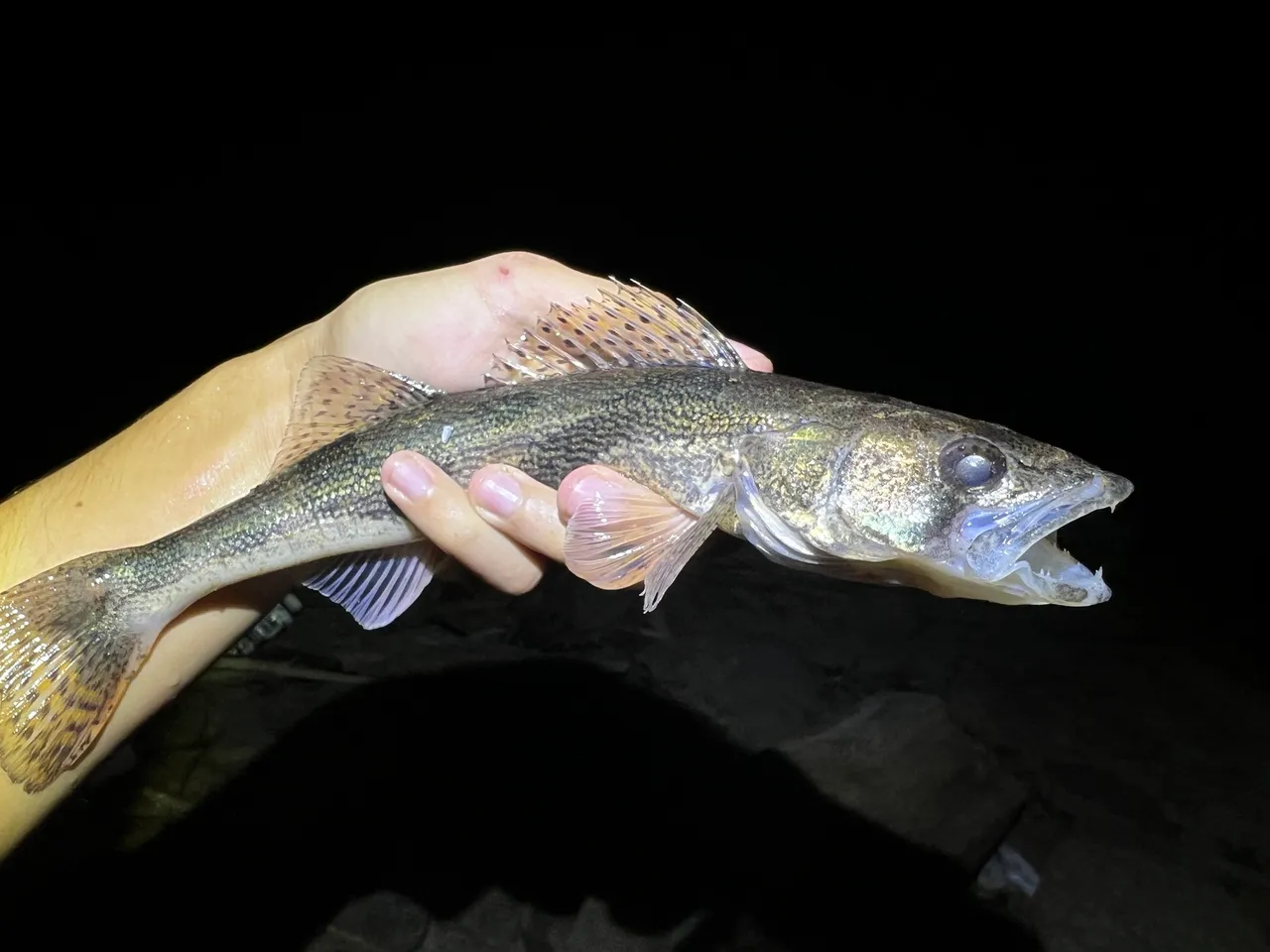 A brassy, dark-saddled perch-like fish held horizontally in a wet hand at night, its spiny first dorsal fin fully raised and carrying several rows of distinct dark round spots across the membranes between the spines, with canine teeth visible in the open mouth.