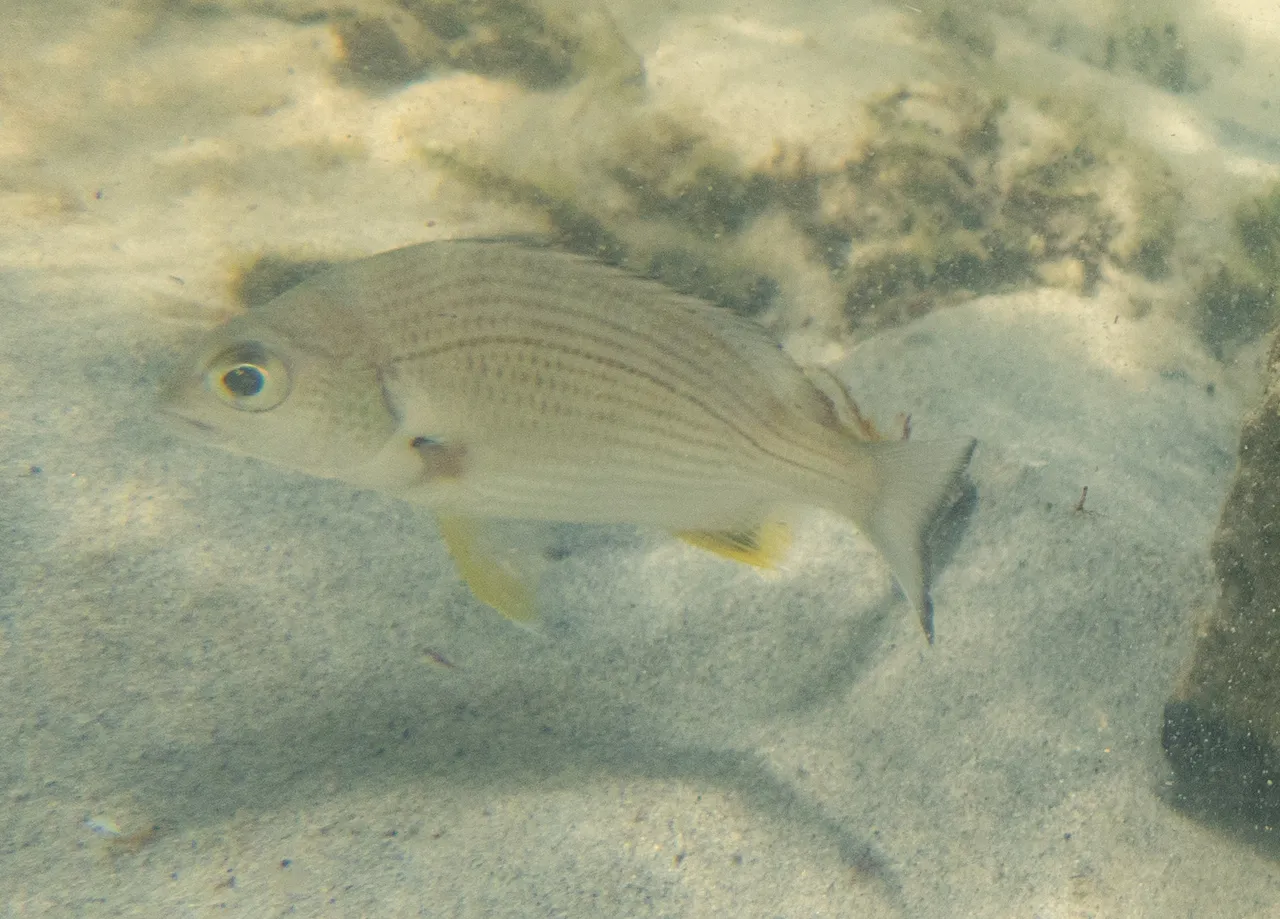 A yellowfin bream in side view over clean sand in shallow Queensland water, whole fish in frame, its pelvic and anal fins strongly yellow against a silver flank ruled with faint horizontal lines along the scale rows, with a yellow wash on the lower tail lobe and a dark trailing edge to the tail.