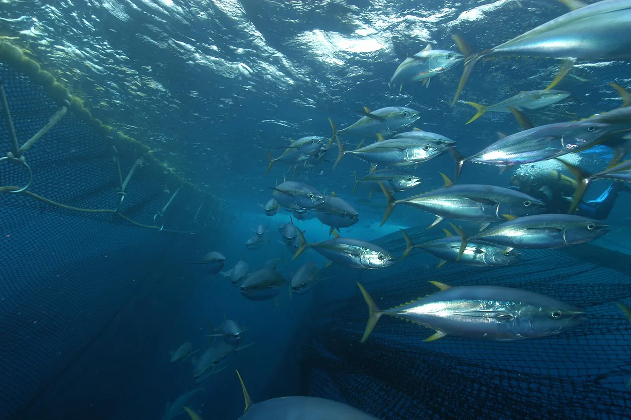 Several yellowfin tuna swimming inside a net pen, showing torpedo-shaped silver bodies, bright yellow finlets edged in black along the tail, and elongated yellow second dorsal and anal fins.