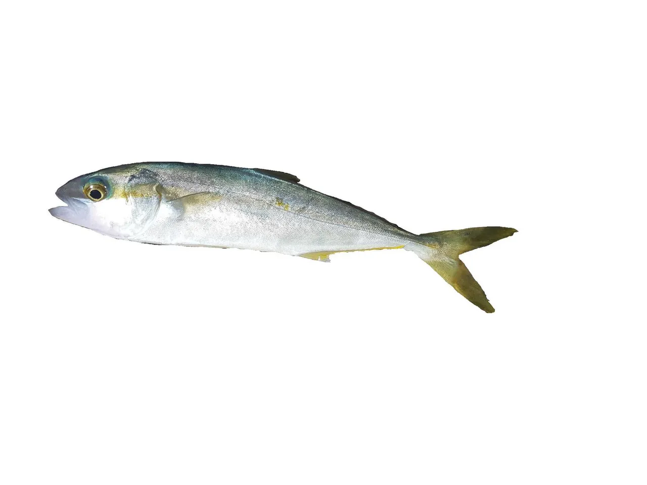 A yellowtail kingfish cut out against white in full side view, showing an elongate silver body, a brassy band along the flank, a low soft dorsal fin and a yellow forked tail.