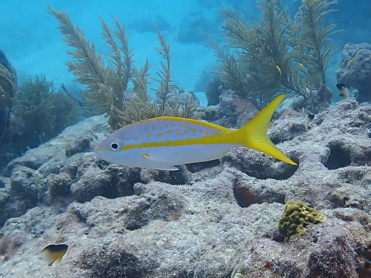 A yellowtail snapper in full side view over a shallow Florida Keys reef, whole fish in frame and unobstructed, with a broad yellow stripe running from the snout through the eye and widening backwards into a deeply forked and entirely yellow tail, and yellow blotches scattered over a pale violet-silver back.