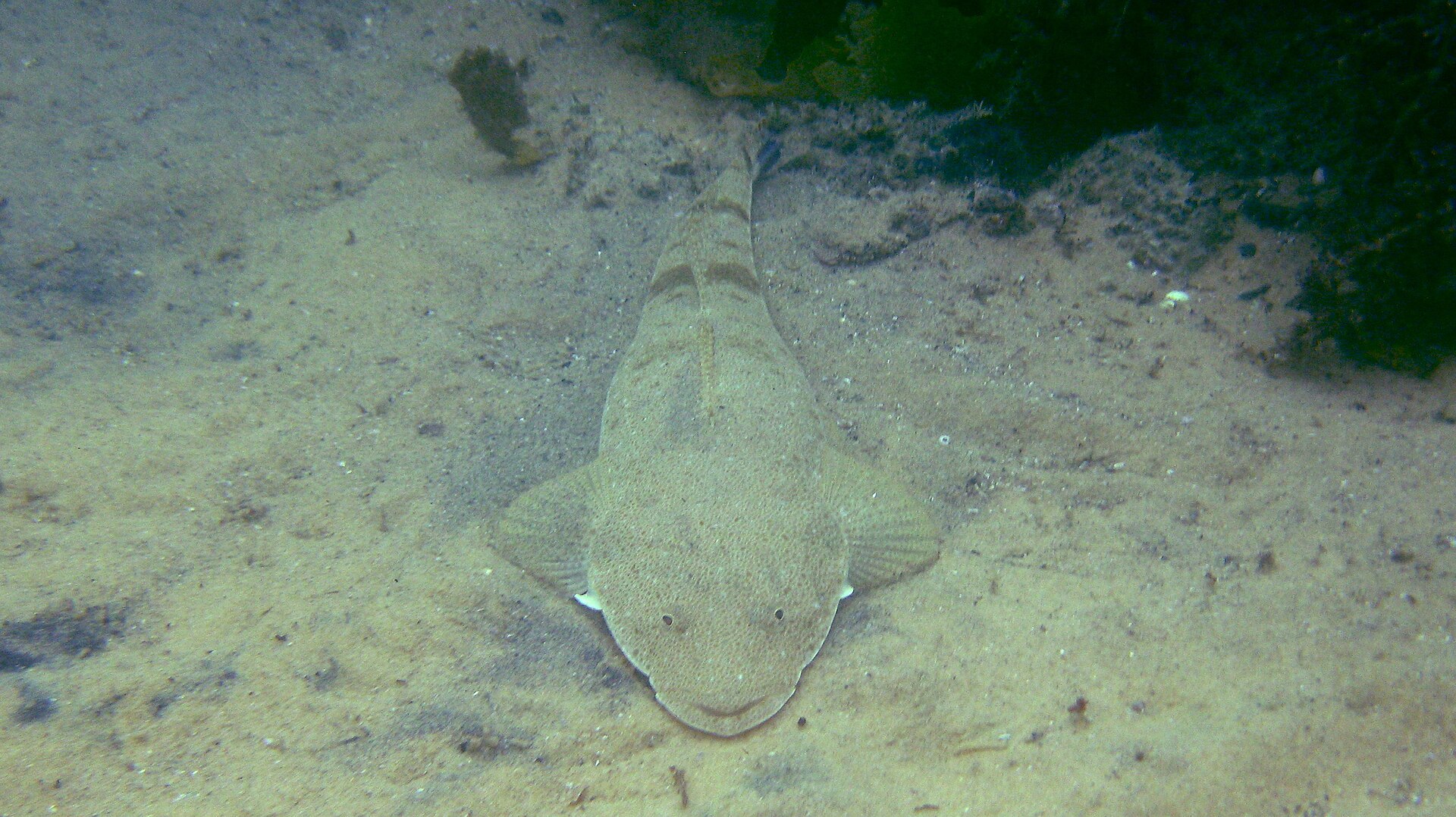 A dusky flathead lying flat on sand in its natural ambush position, seen from above, showing a broad flattened head with eyes set on top, mottled sandy camouflage and a long body tapering to the tail.