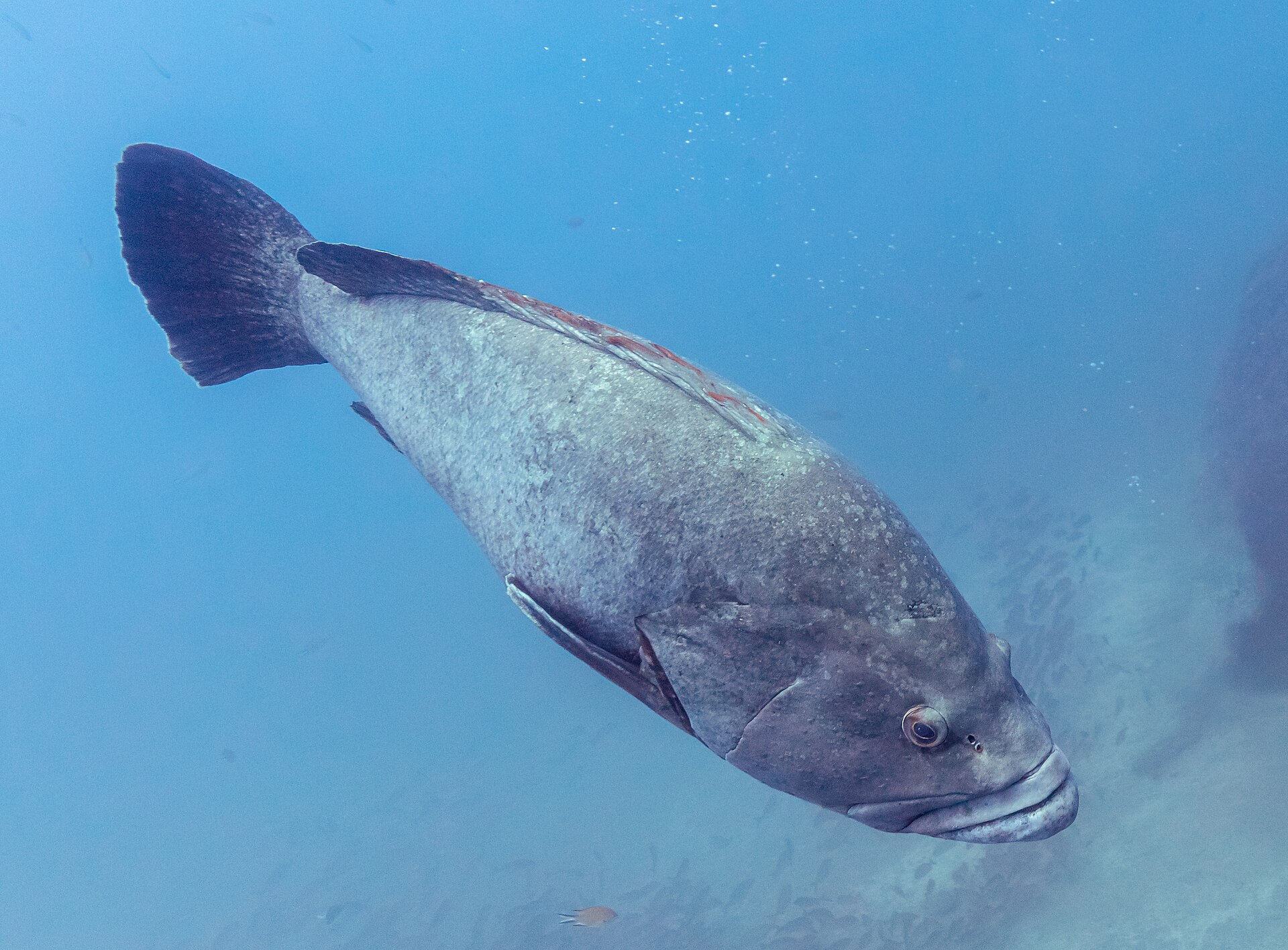 A dusky grouper in near-side view in blue water, showing a heavy deep body, mottled grey-brown flanks, thick lips and a rounded tail with a pale margin.