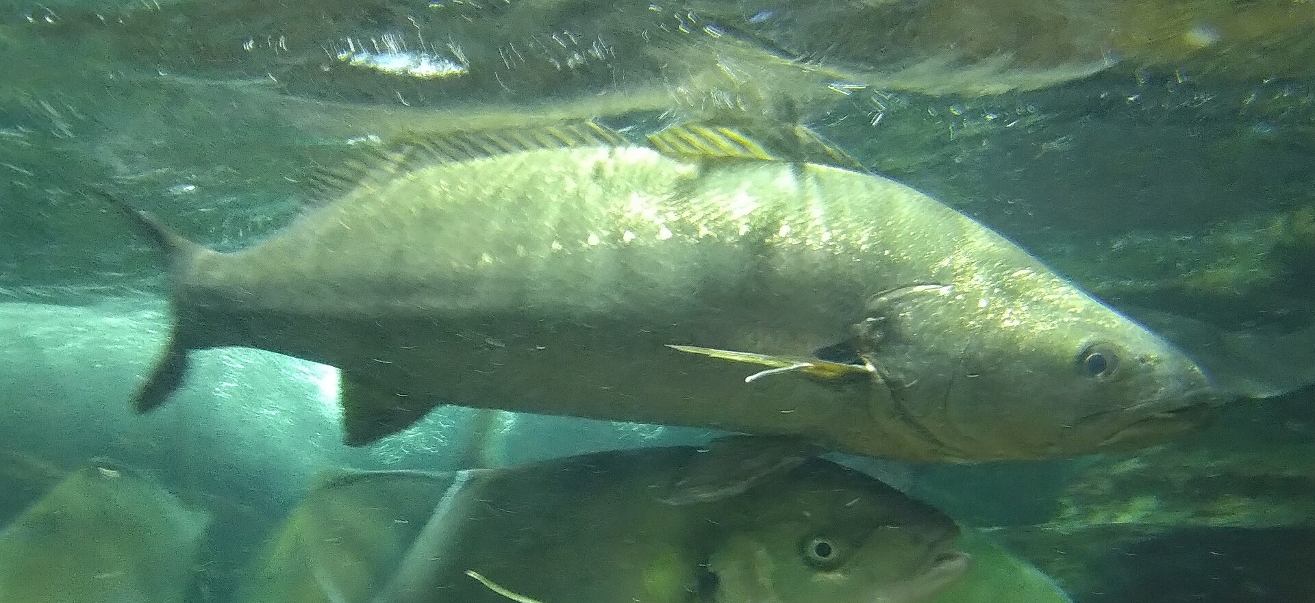 A dusky kob in side view in an aquarium, showing an elongate silver body, a spiny dorsal fin followed by a long soft dorsal, a pointed snout and a row of pale spots following the lateral line.