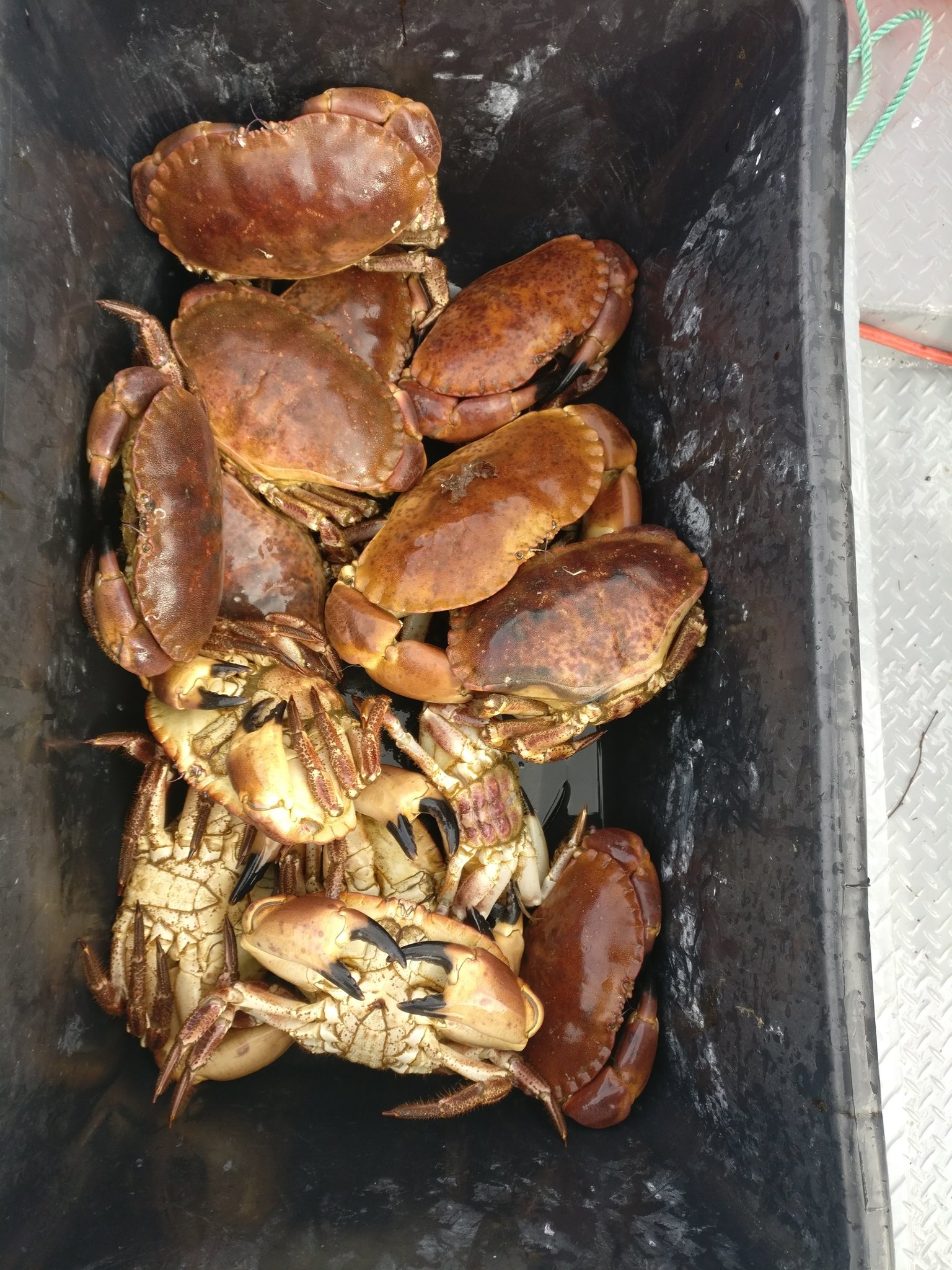 A black catch crate aboard a boat in Norway holding a dozen edible crabs, the uppermost animal presenting a clean unobstructed view of a broad oval carapace with a crimped pie-crust margin, and inverted crabs below showing pale undersides and heavy claws tipped with black.
