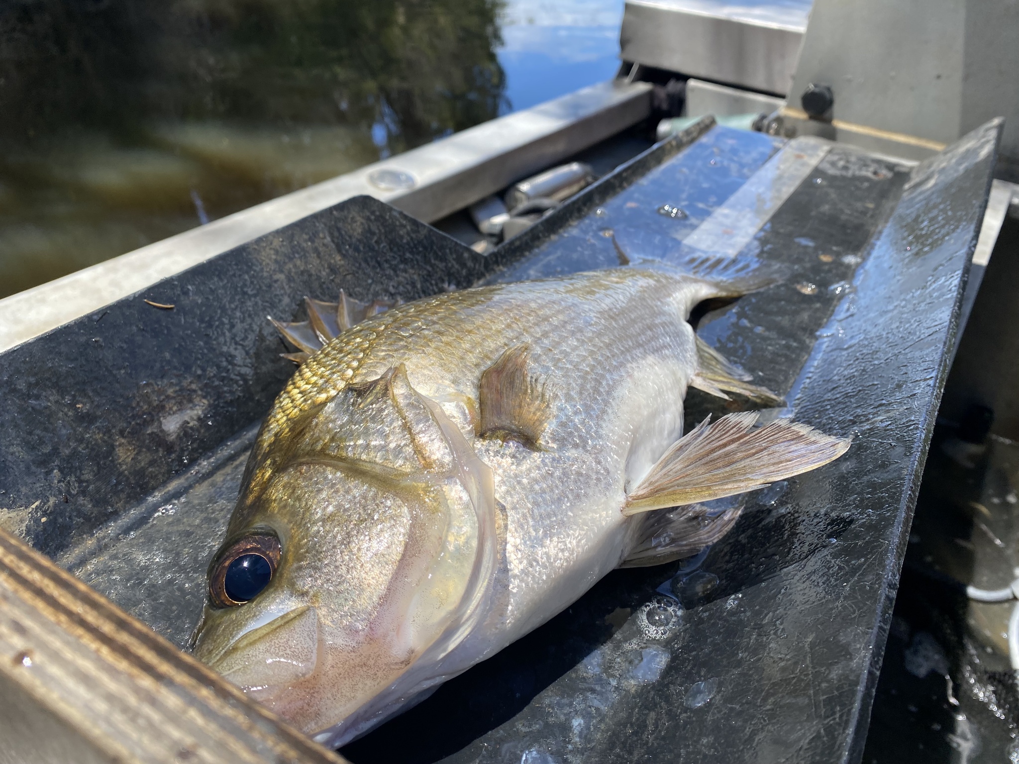 A fresh estuary perch on a boat measuring board, seen from in front and to one side, olive-gold over a silver flank, with a spiny first dorsal fin, a large dark eye, and a profile from the snout up to the dorsal origin that is distinctly dished and concave above the eye.
