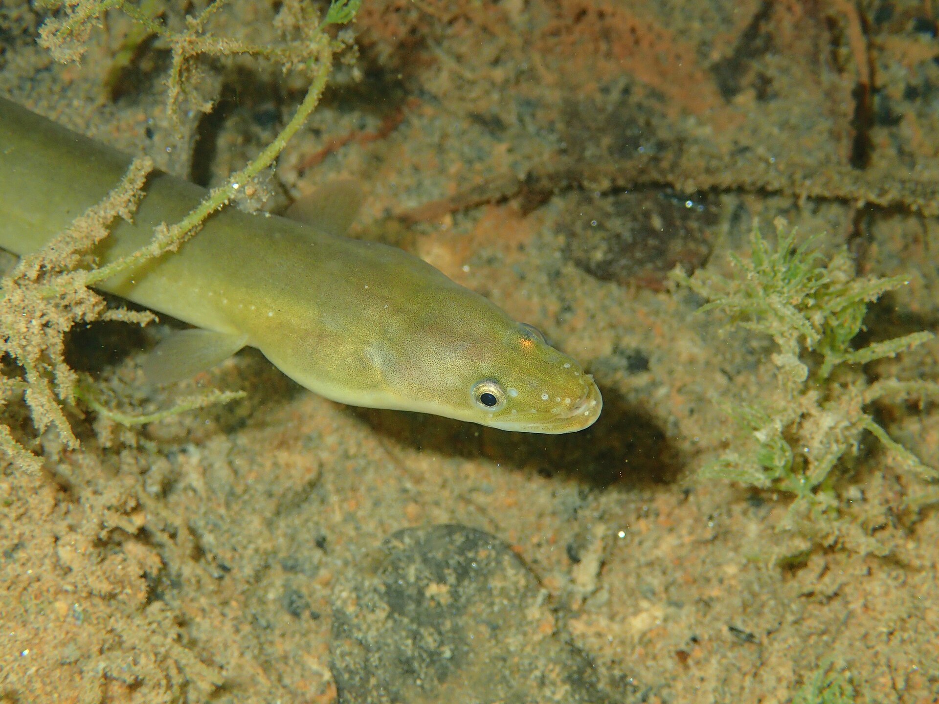 A yellow-stage European eel resting on sand among fine weed in shallow fresh water, photographed underwater, showing an olive-yellow elongate body, a small eye, a lower jaw projecting slightly beyond the upper, and a small rounded pectoral fin.