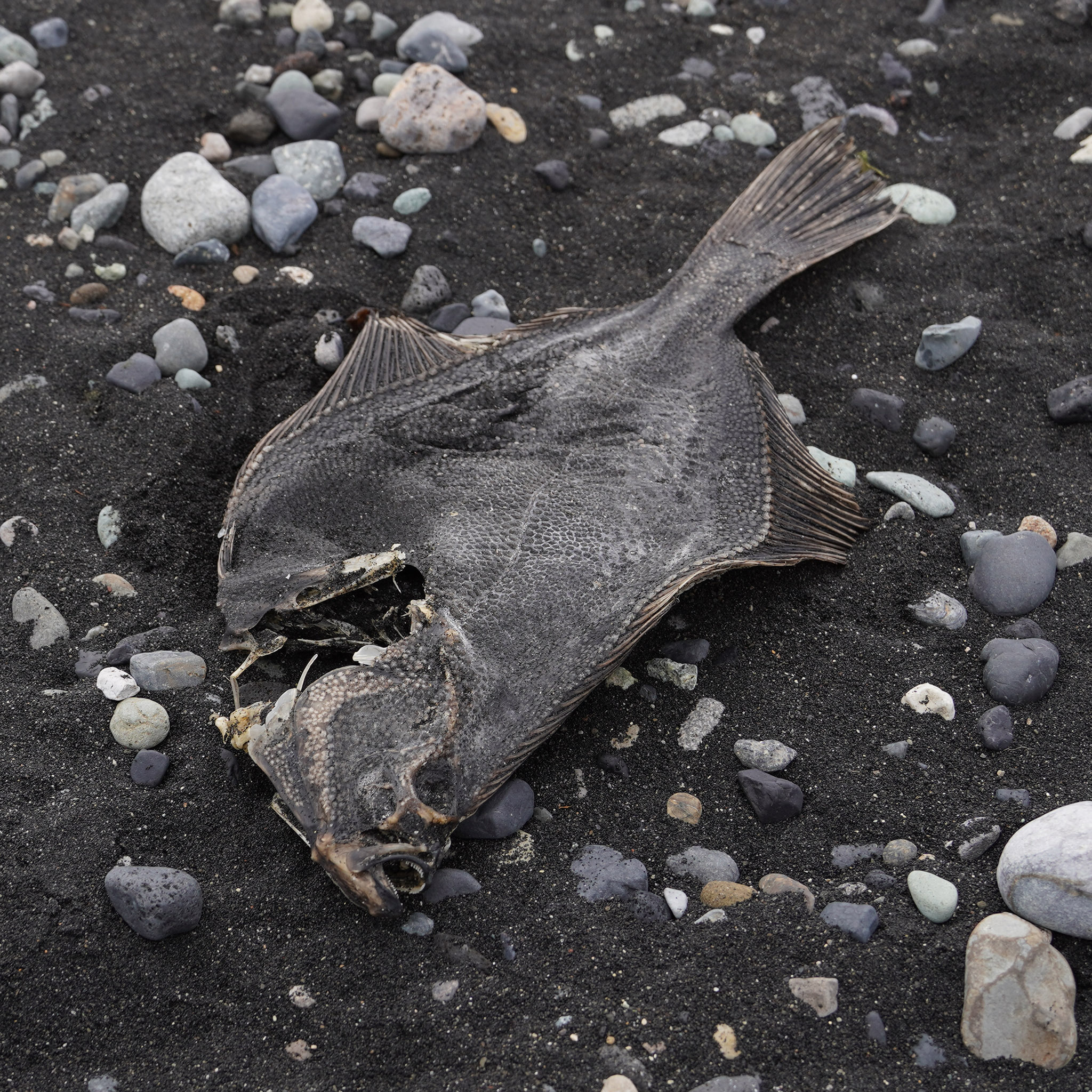 A dried flounder carcass lying on black volcanic sand in Iceland, seen from above and slightly behind, with a continuous row of small hard pale knobs running along the base of the dorsal fin and another along the base of the anal fin, a further patch of knobs over the head behind the eyes, and the head itself part-eaten.