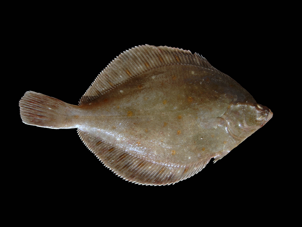 A European plaice photographed flat against black, showing the diamond-shaped right-eyed body with orange and red spots scattered over a smooth brown upper side.