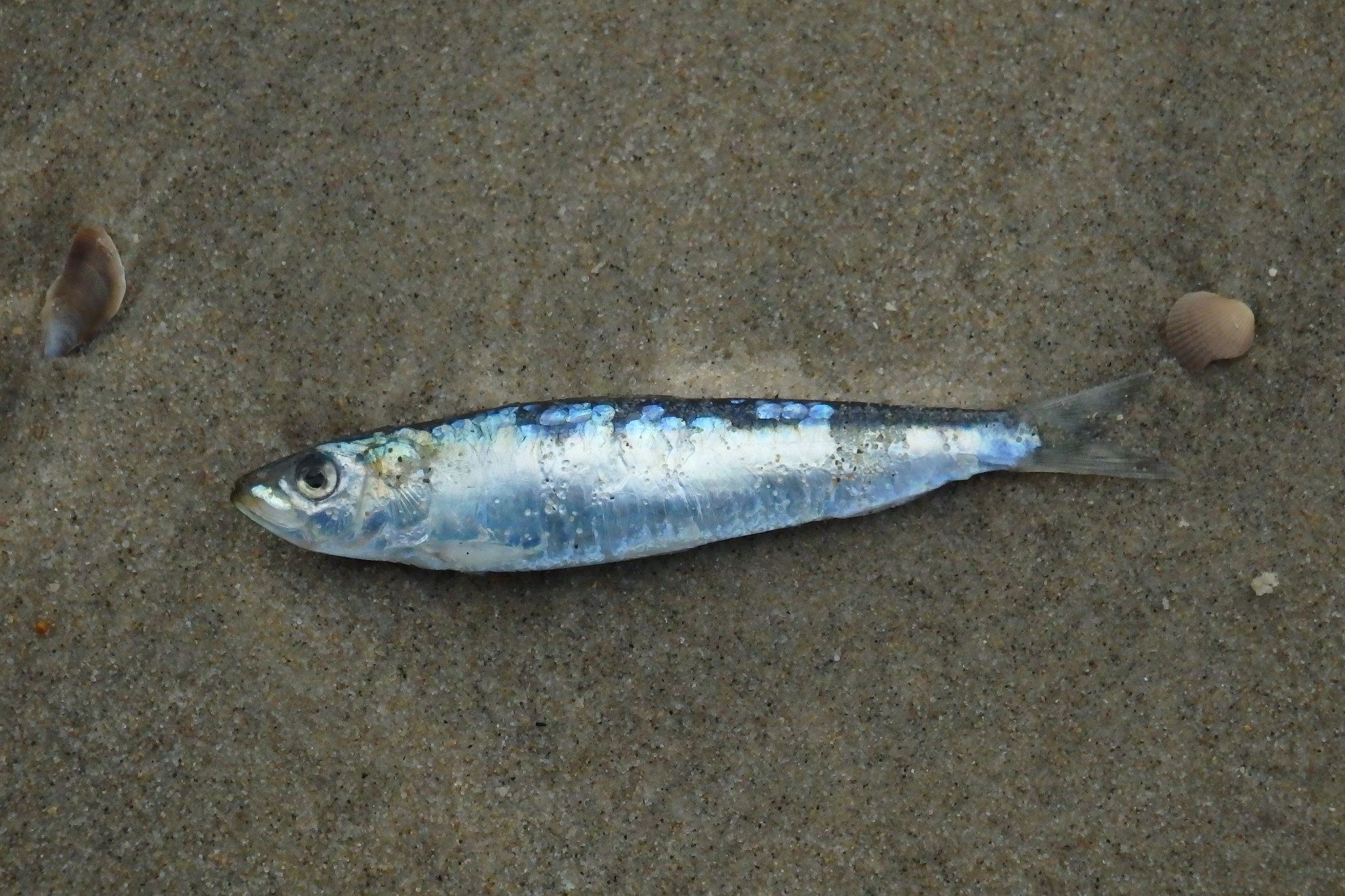 A European sardine lying on damp sand at Vagos, seen from the side, its blue-green back meeting bright silver flanks along a sharp line rather than grading into them, a row of small dark spots running along the upper flank behind the gill cover, a single dorsal fin at the midpoint of the back and a deeply forked tail.