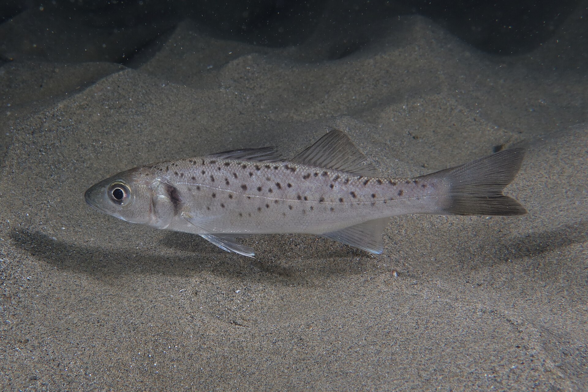 A juvenile European sea bass in side view over rippled sand, showing two clearly separate dorsal fins, a forked tail, a pointed snout and dark spots scattered over the silver flank.