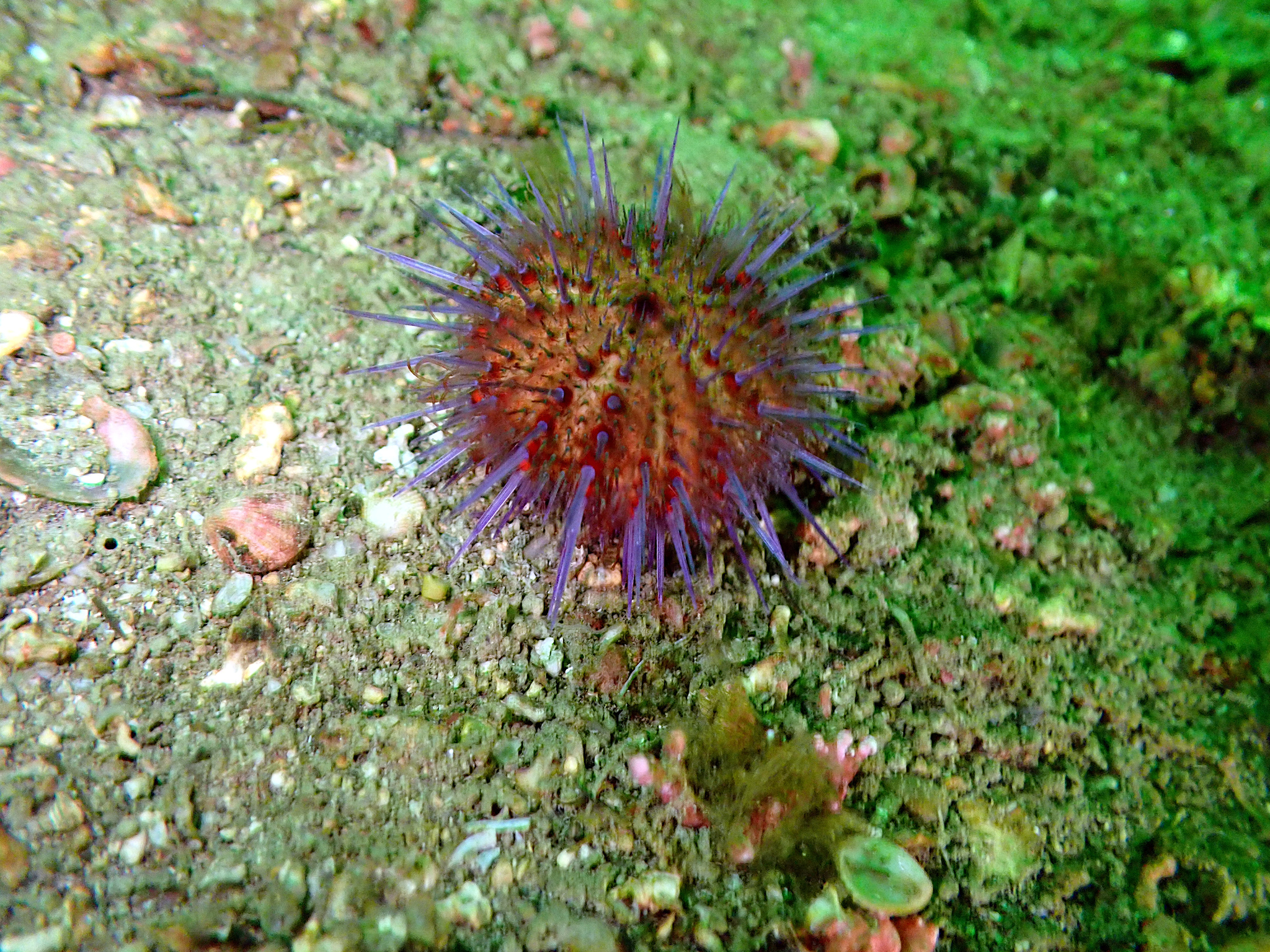 A live purple sea urchin wedged on algae-covered rock in the Ionian, its flattened globe of a test densely covered in sharp purple spines a couple of centimetres long, tube feet visible extending between the spines, and the test itself reddish-brown where it shows through.