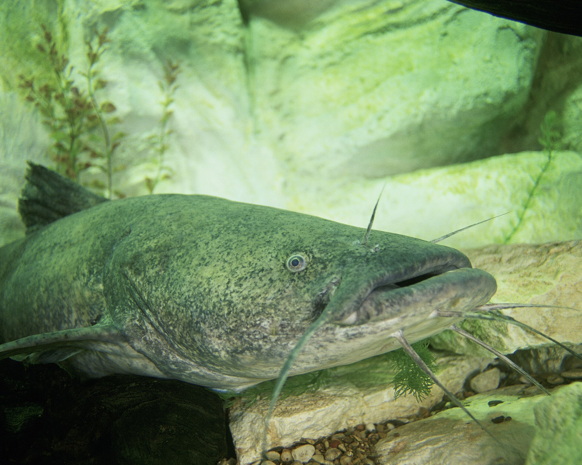 The head and forebody of a flathead catfish in an aquarium, showing a broad flattened head, small eyes set high, long barbels and a lower jaw projecting well beyond the upper.