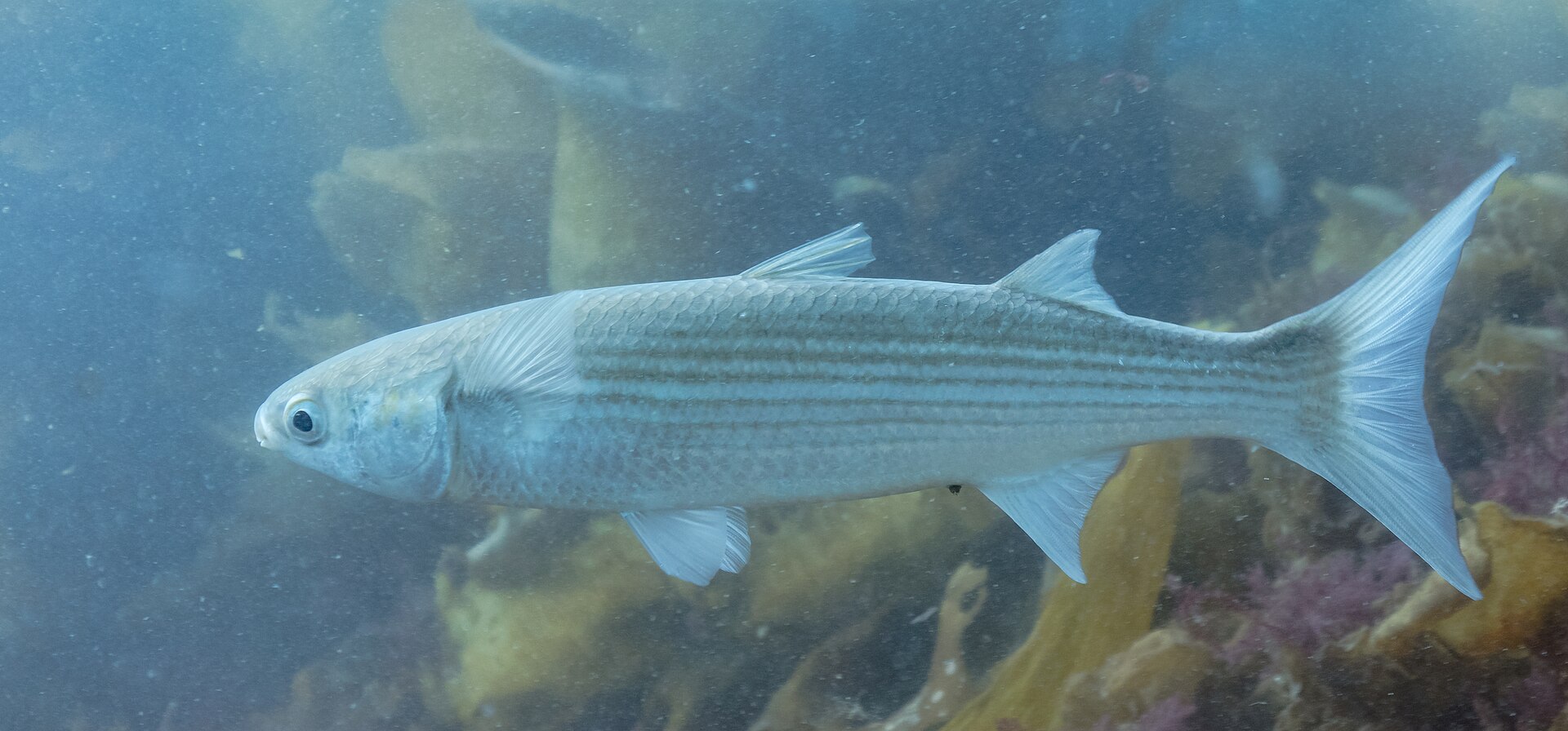 A flathead grey mullet in full lateral view in green coastal water, showing longitudinal grey stripes following the scale rows, two well-separated dorsal fins, a blunt head with a narrow upper lip, and pale tissue partly covering the eye.