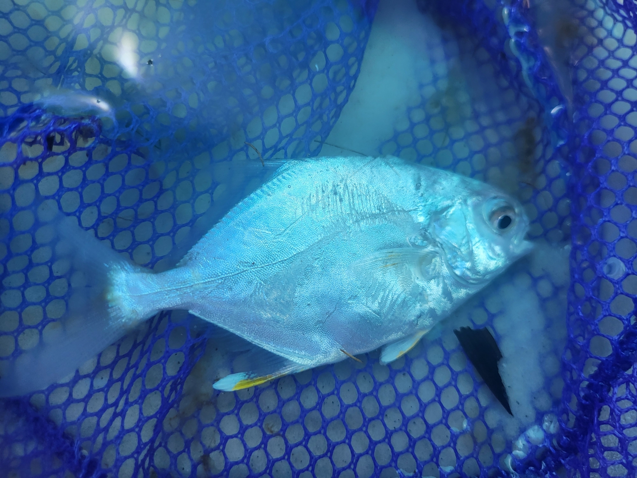 A Florida pompano lying in a wet blue landing net, its body deep and flattened side to side with a blunt rounded head and a small mouth, the front lobes of the dorsal and anal fins short rather than drawn out, a deeply forked tail, and yellow colour surviving on the anal and pelvic fins under a heavy blue cast.