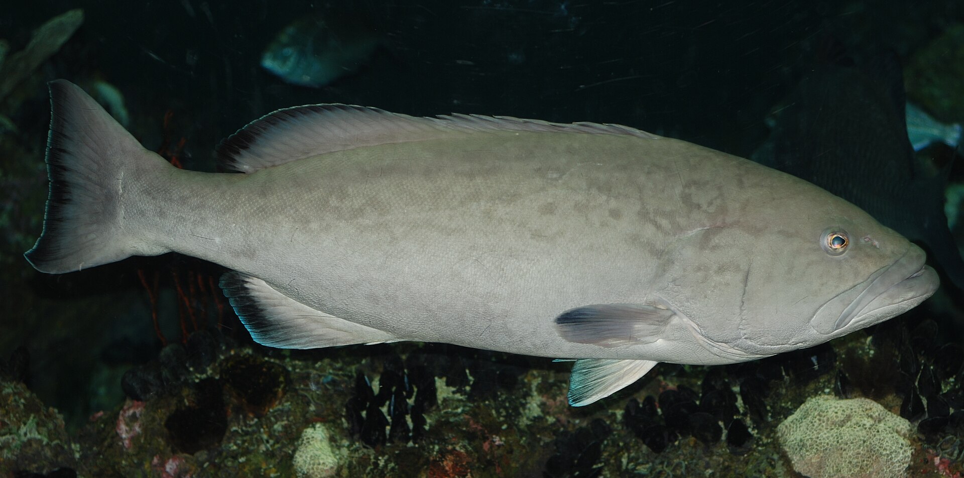 A gag grouper in full lateral view, showing a heavy pale grey-brown body with faint darker marbling, dark margins on the soft dorsal, anal and tail fins, and a large mouth with a slightly projecting lower jaw.