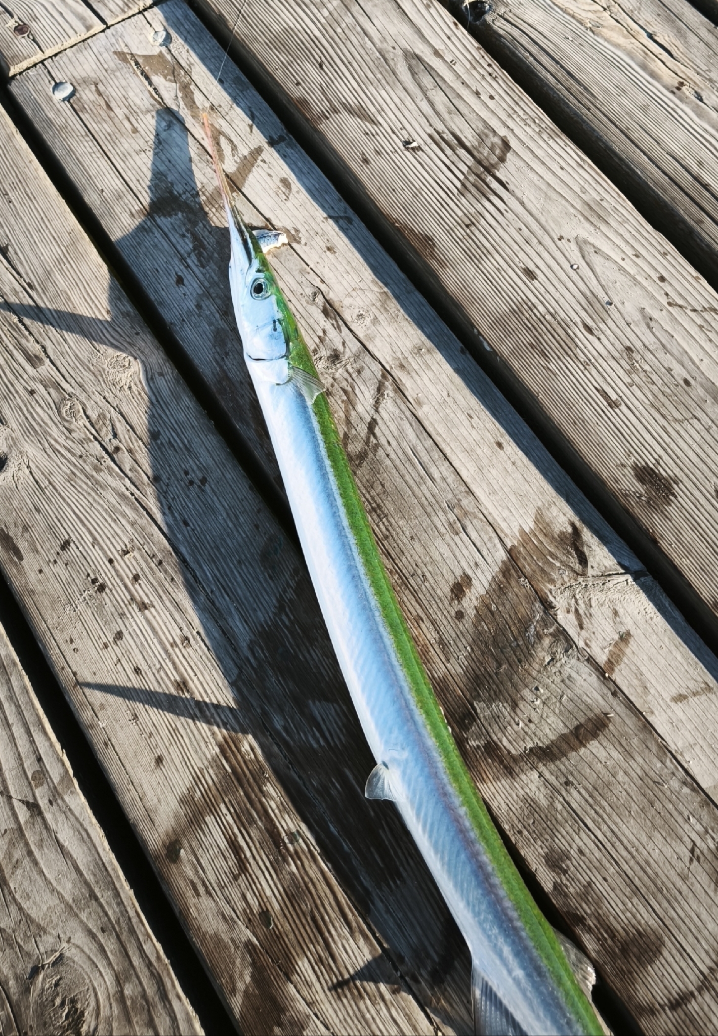 A garfish laid diagonally across weathered harbour decking, showing a very long slender silver body with a sharply demarcated green-blue stripe along the back, a small pectoral fin set well forward, and a long slender beak in which the upper and lower jaws are drawn out to roughly equal length.