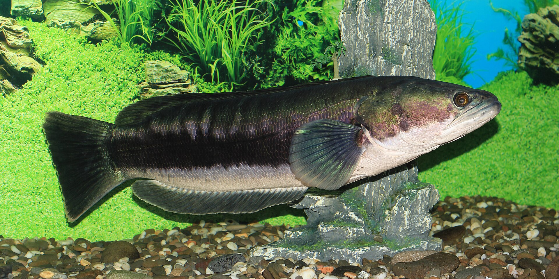 A giant snakehead in full side view, showing a long cylindrical body, very long-based dorsal and anal fins running most of its length, a rounded tail and a flattened snake-like head with eyes set well forward.