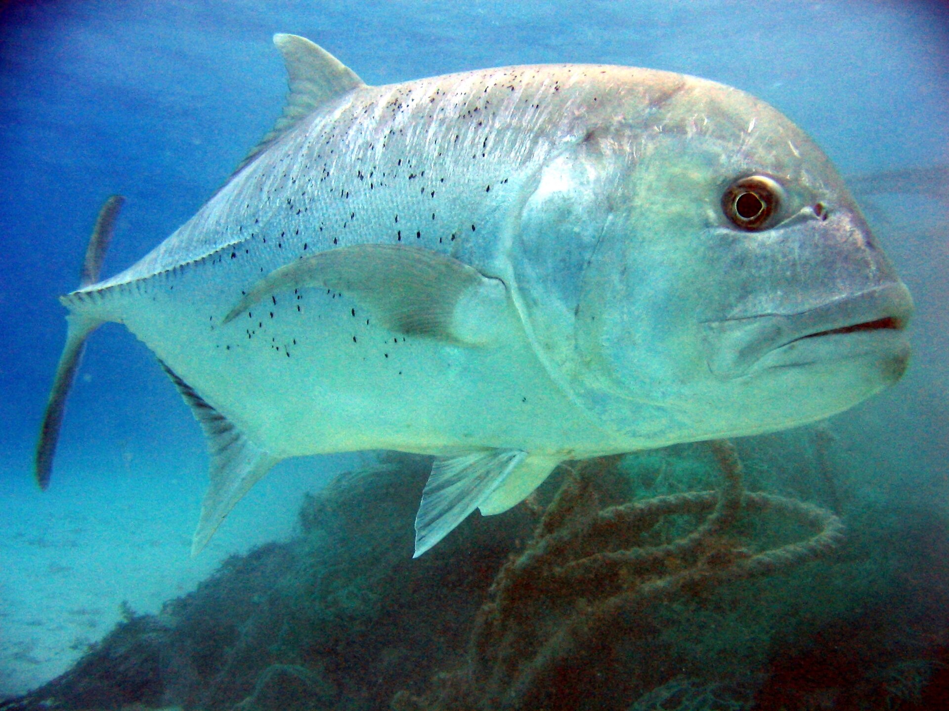A large giant trevally in near-side view in blue water, showing a steep forehead, a deep compressed silver body scattered with small black spots and bony scutes along the rear lateral line.