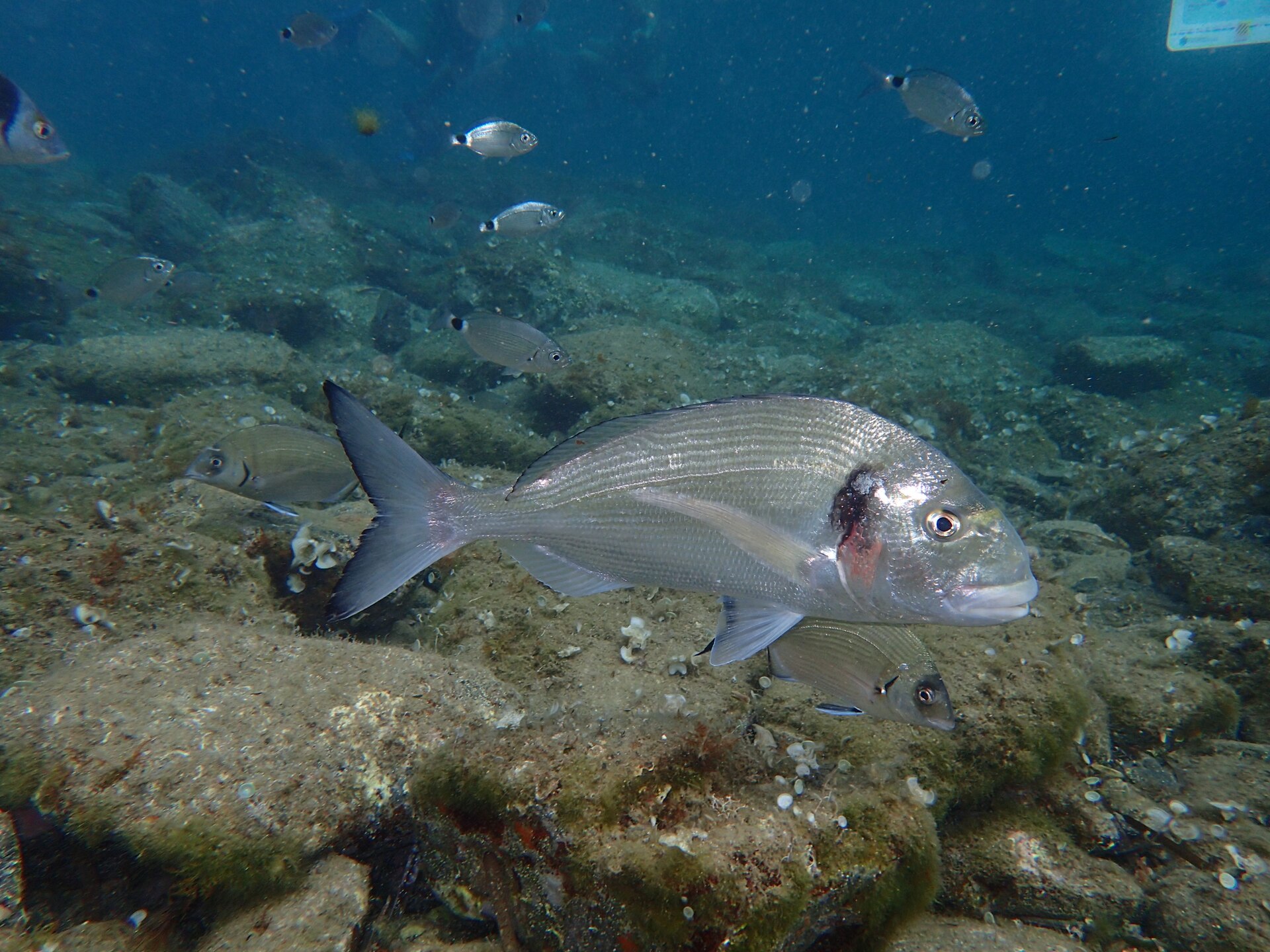 A gilthead bream swimming over rocky ground in clear water, photographed underwater in right profile, showing a deep silver body with faint longitudinal lines, a steep head profile, a large dark blotch at the start of the lateral line above the gill cover, and a red-orange smudge on the rear edge of the gill cover below it.