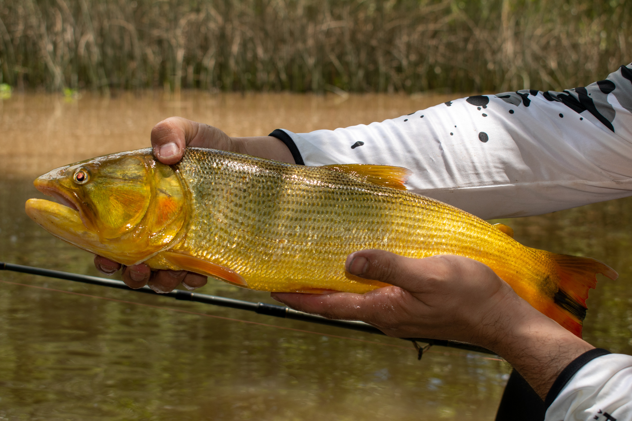 A golden dorado held horizontally in two wet hands over an Argentine stream, seen from the side along its whole length, with burnished brassy gold flanks marked by dark lines following the scale rows, a deep compressed body, a large blunt head, a very large mouth showing conical teeth, and red-orange caudal and anal fins with a distinct black stripe running along the middle rays of the tail.