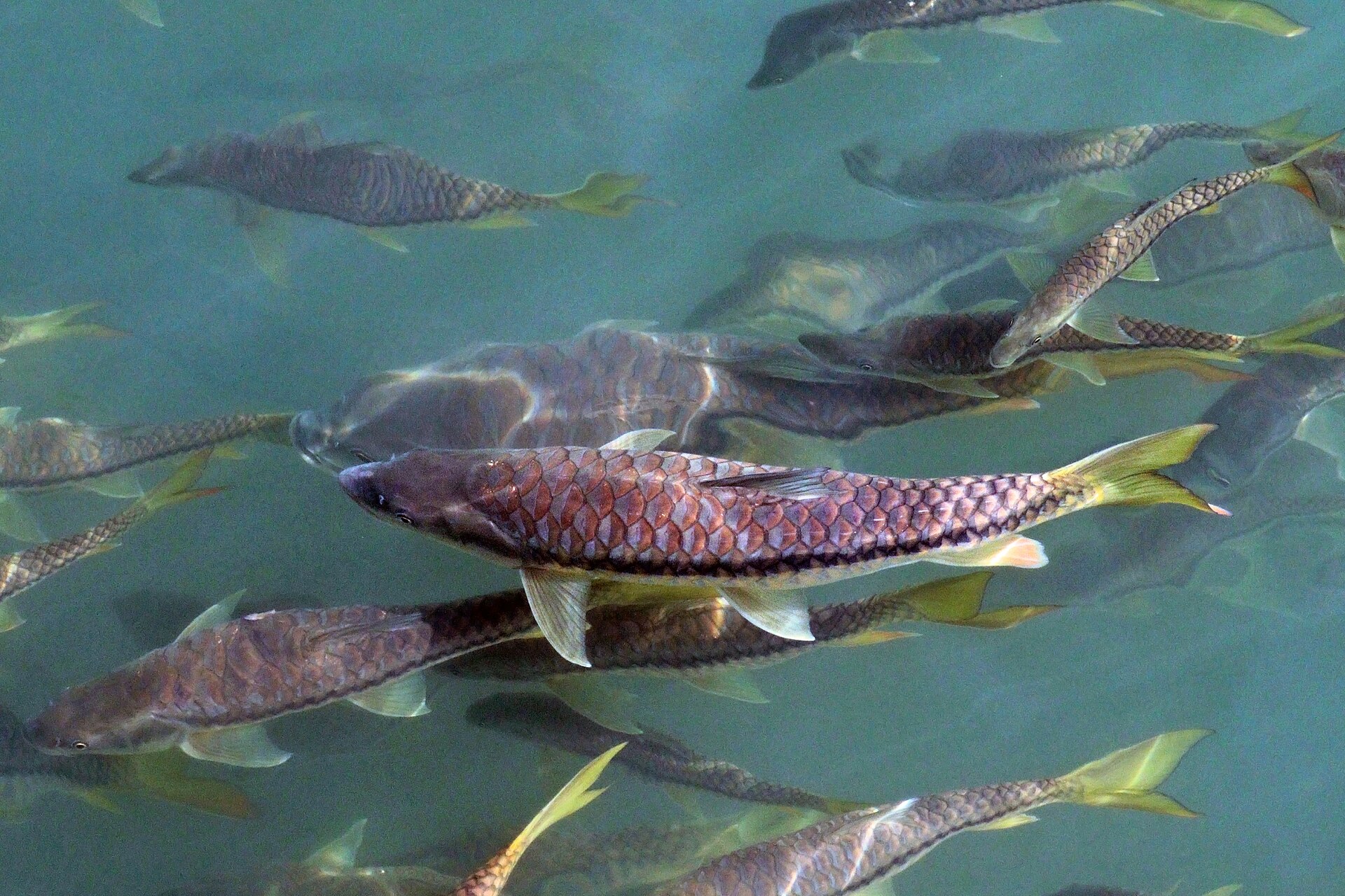 A shoal of golden mahseer in clear river water, one fish in near-side view showing very large golden-olive scales, thick lips, yellow-tinged fins and a forked tail.