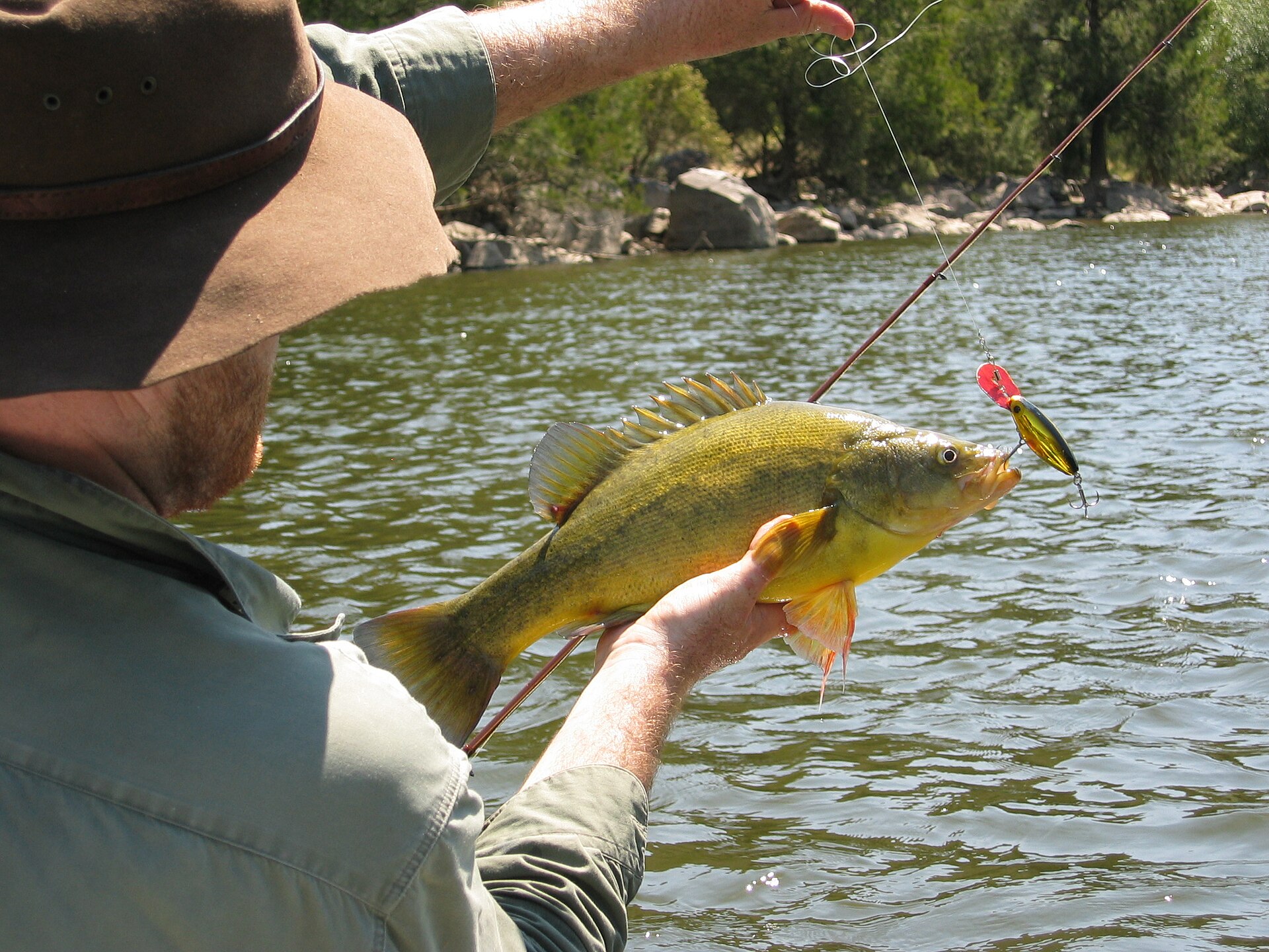A golden perch held horizontally above river water before release, showing a deep humped body with a concave forehead profile, a tall spiny dorsal fin, golden-olive flanks and yellow lower fins.