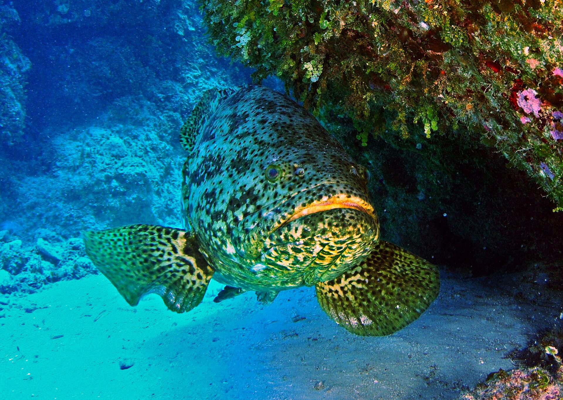 A very large Atlantic goliath grouper facing the camera at an angle beneath a reef ledge, heavy-bodied with a broad head and small eyes, its head, body and rounded pectoral fins covered in small dark spots.