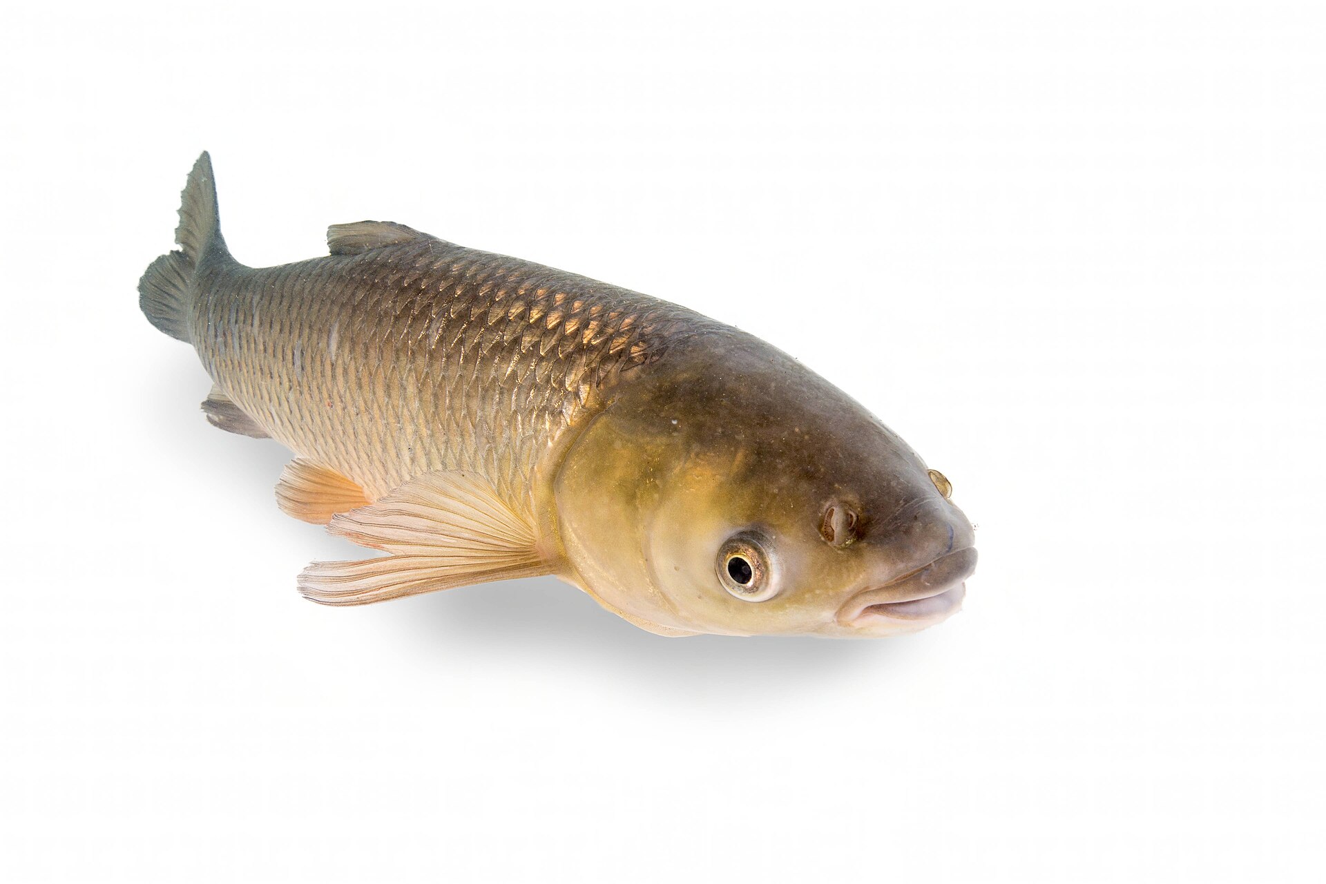 A grass carp photographed against white, showing an elongate cylindrical body with large scales, a terminal mouth with no barbels, a short dorsal fin and a moderately forked tail.