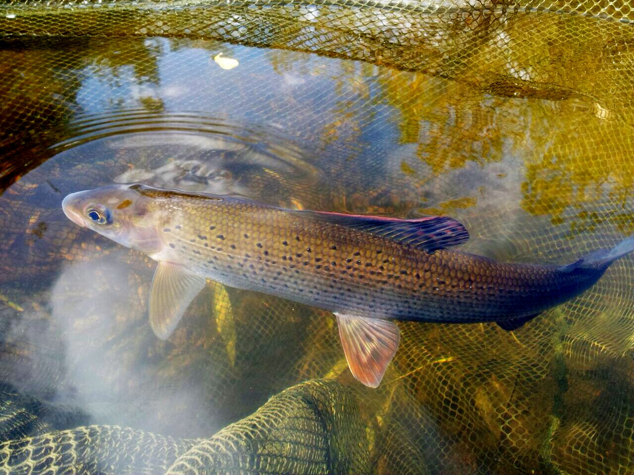 A grayling held in a landing net in shallow water, seen from the side, showing large scales, dark spots on the front of the flank, a small terminal mouth and the adipose fin ahead of the tail.