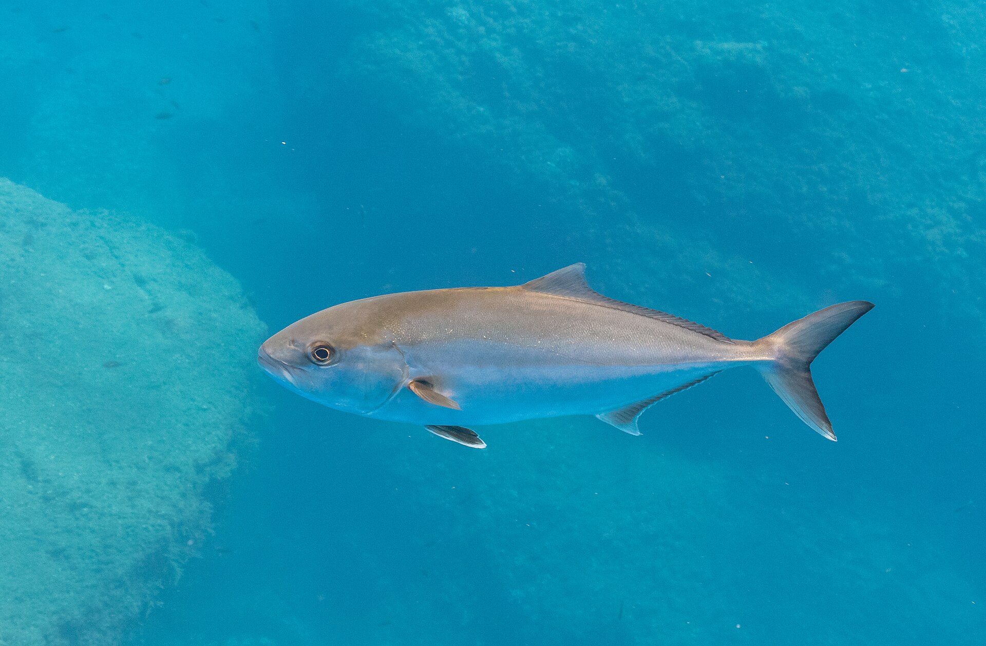 A greater amberjack in full side view in clear blue water, showing an amber stripe along the flank, a dark band running back through the eye, a low long-based second dorsal fin and a deeply forked tail.