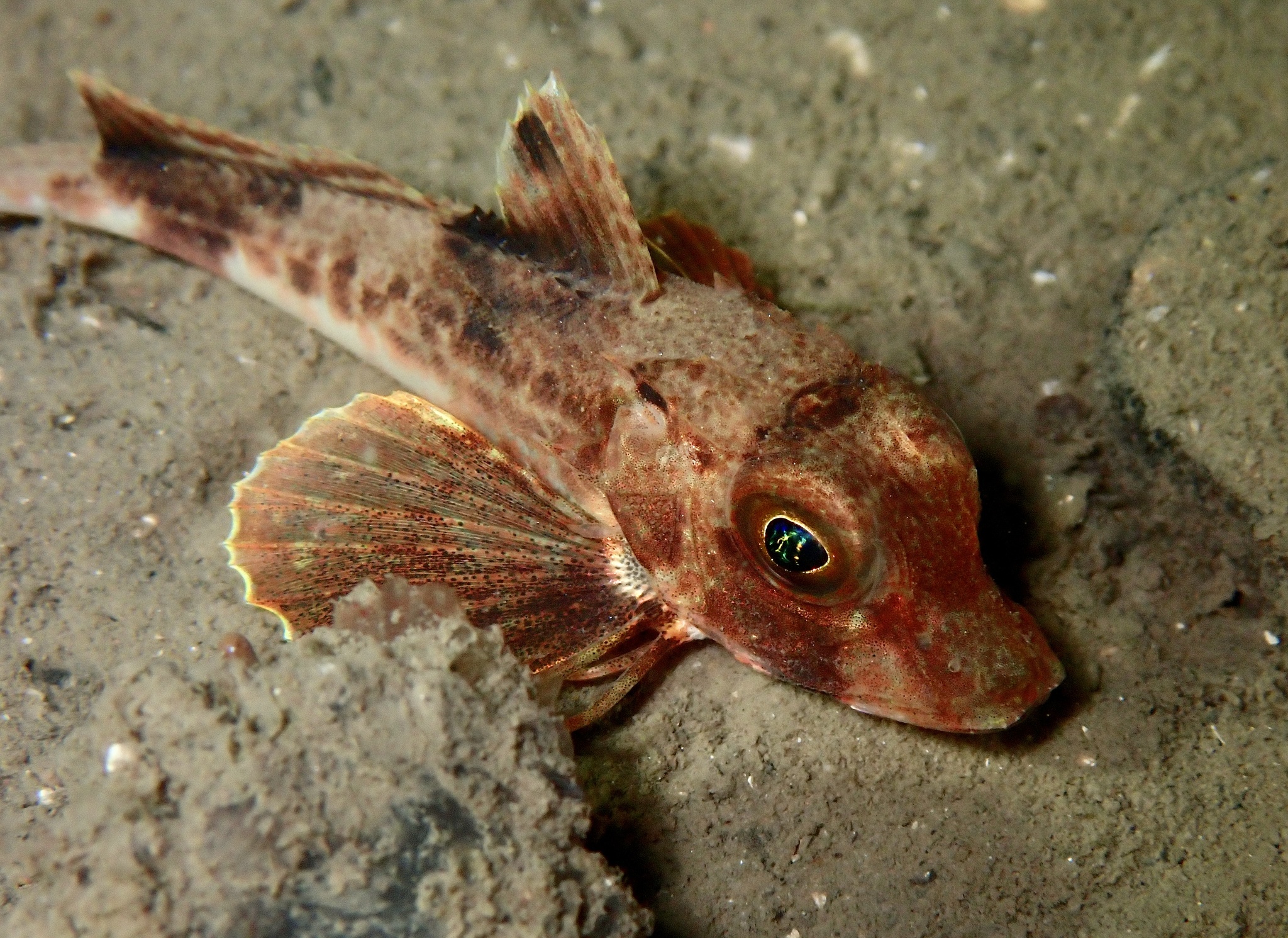 A grey gurnard settled on sand in Strangford Lough, seen from the side and slightly above, with its large pectoral fin spread like a fan, three separate finger-like rays held clear beneath it and resting on the sand, an armoured blunt-snouted head, a large gold-green eye and a short spiny first dorsal fin carrying a dark blotch.