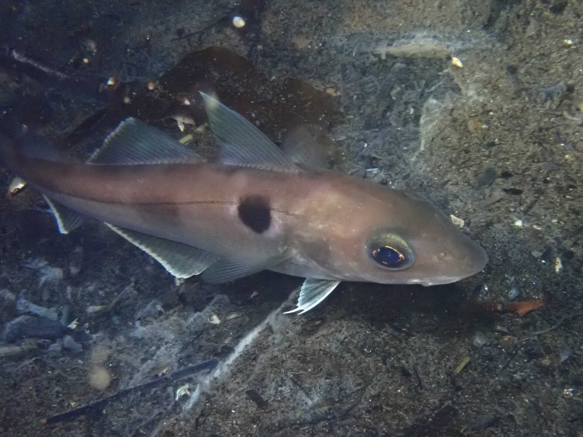 Haddock in side view over dark soft bottom, showing a dark thumbprint blotch above the pectoral fin, a dark lateral line along a silver-grey flank, three dorsal fins and a small chin barbel.
