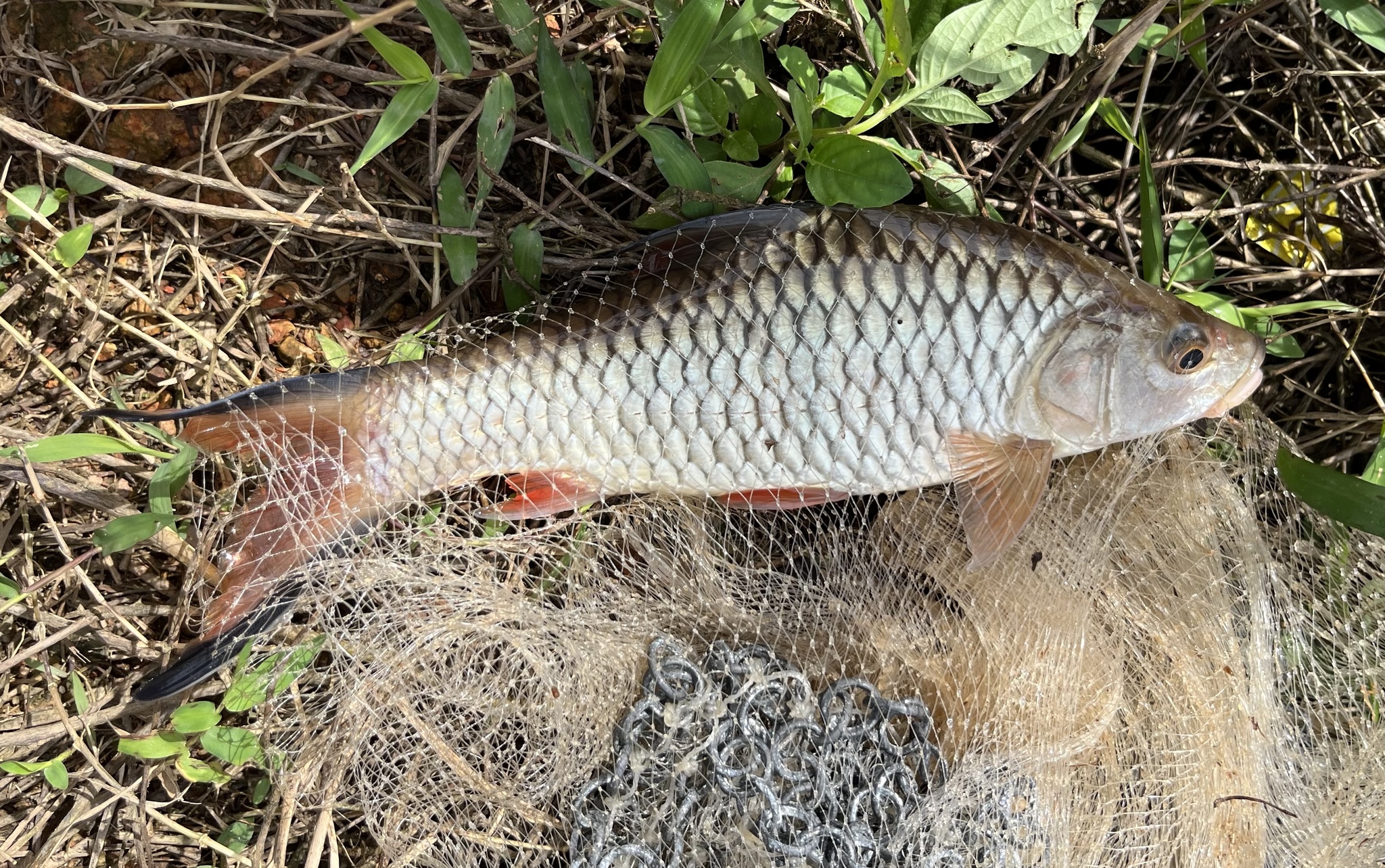 A large adult hampala barb laid on a cast net in Malaysian scrub, seen from the side along its whole length, with very large silver scales over a streamlined body, a big terminal mouth, and a forked tail whose orange-red lobes are each edged with a hard black margin.