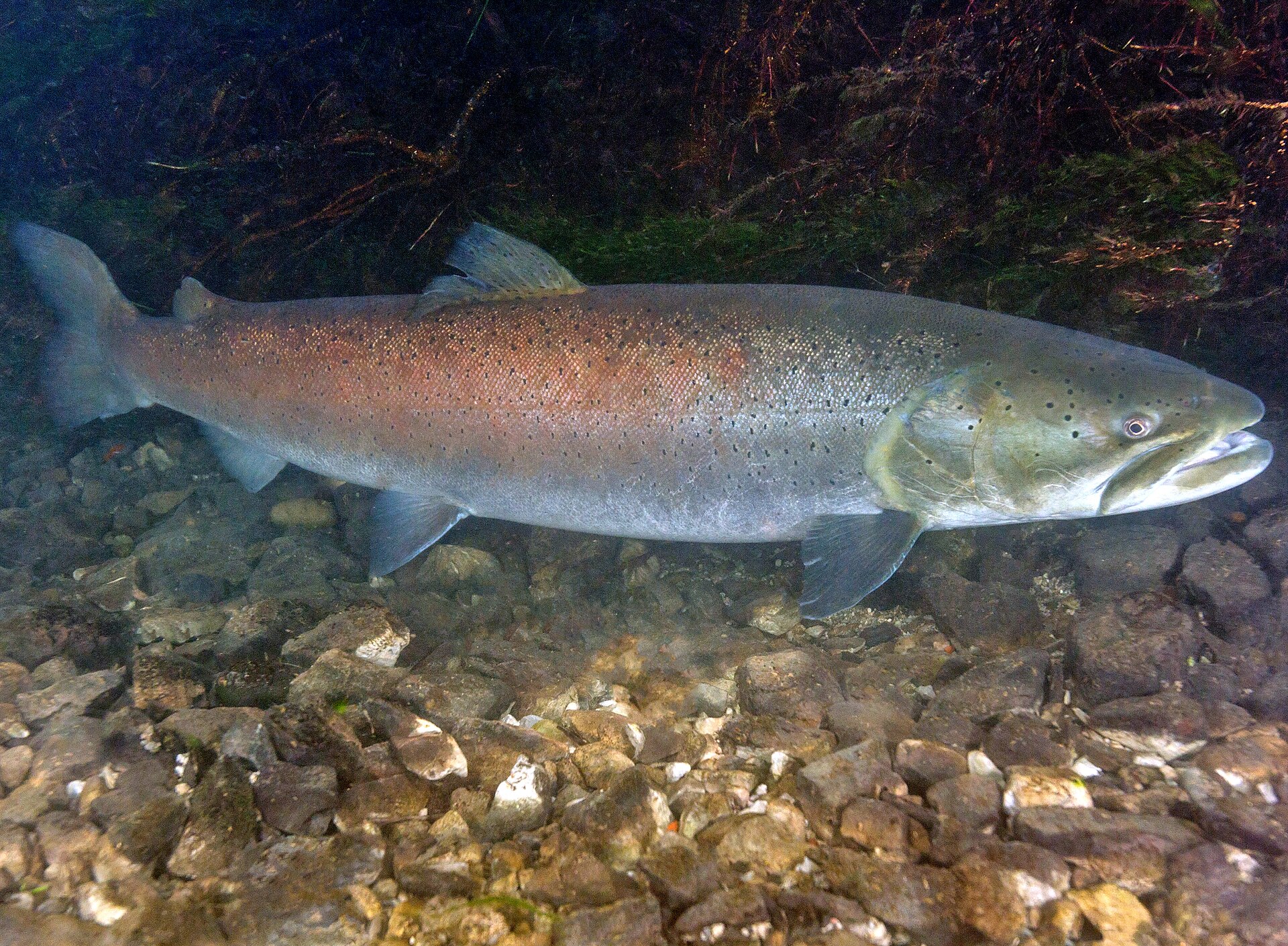 A large huchen holding station over a gravel bed in clear river water, photographed underwater in right profile, showing a long cylindrical coppery-bronze body densely covered in small dark spots, a small adipose fin behind the dorsal, and a large head with the jaw reaching back past the eye.