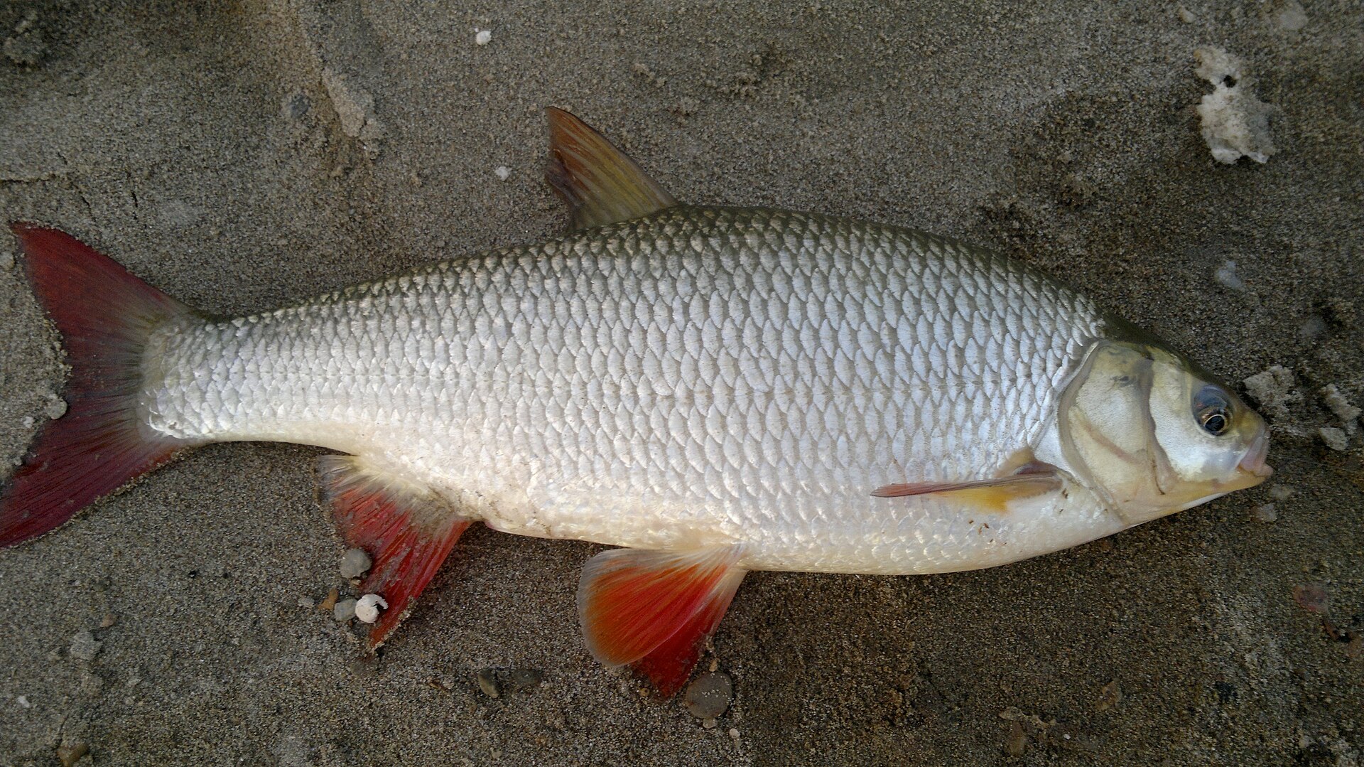 An ide lying on wet sand in left profile, showing a deep thick body with large silvery scales, a small blunt head, and conspicuously red-orange pelvic, anal and caudal fins.