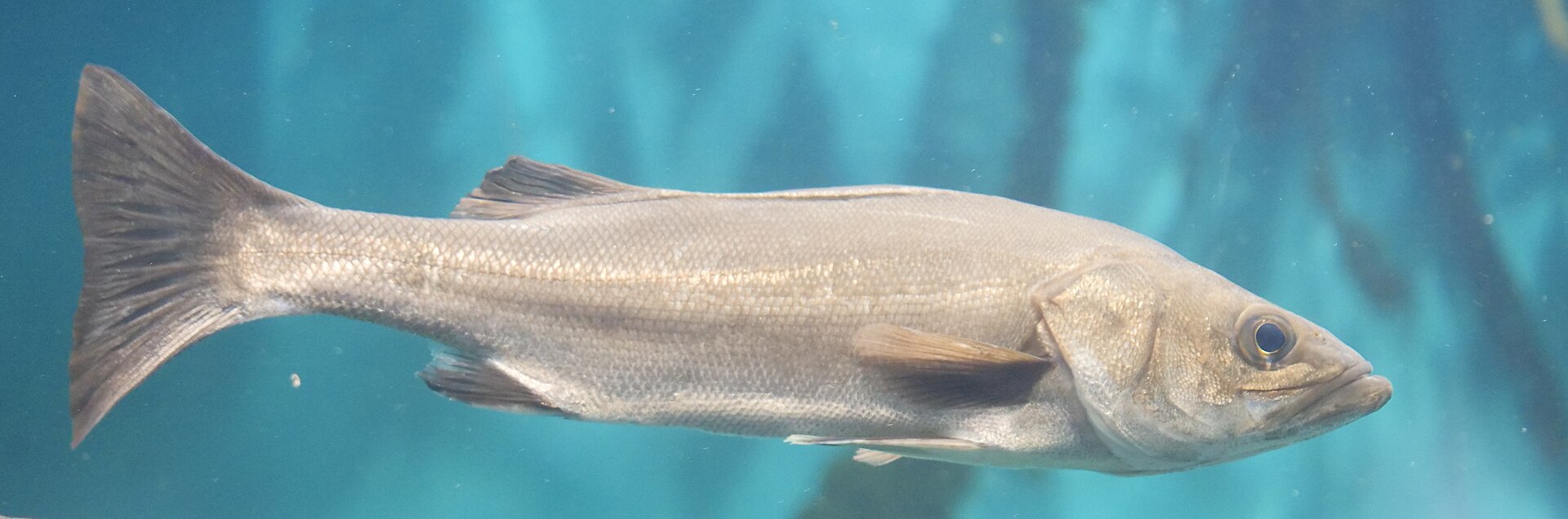 A Japanese sea bass in full side view against plain blue water, slim and silver with a greenish-grey back, a pointed snout and a projecting lower jaw, a large oblique mouth, and a deeply forked tail.