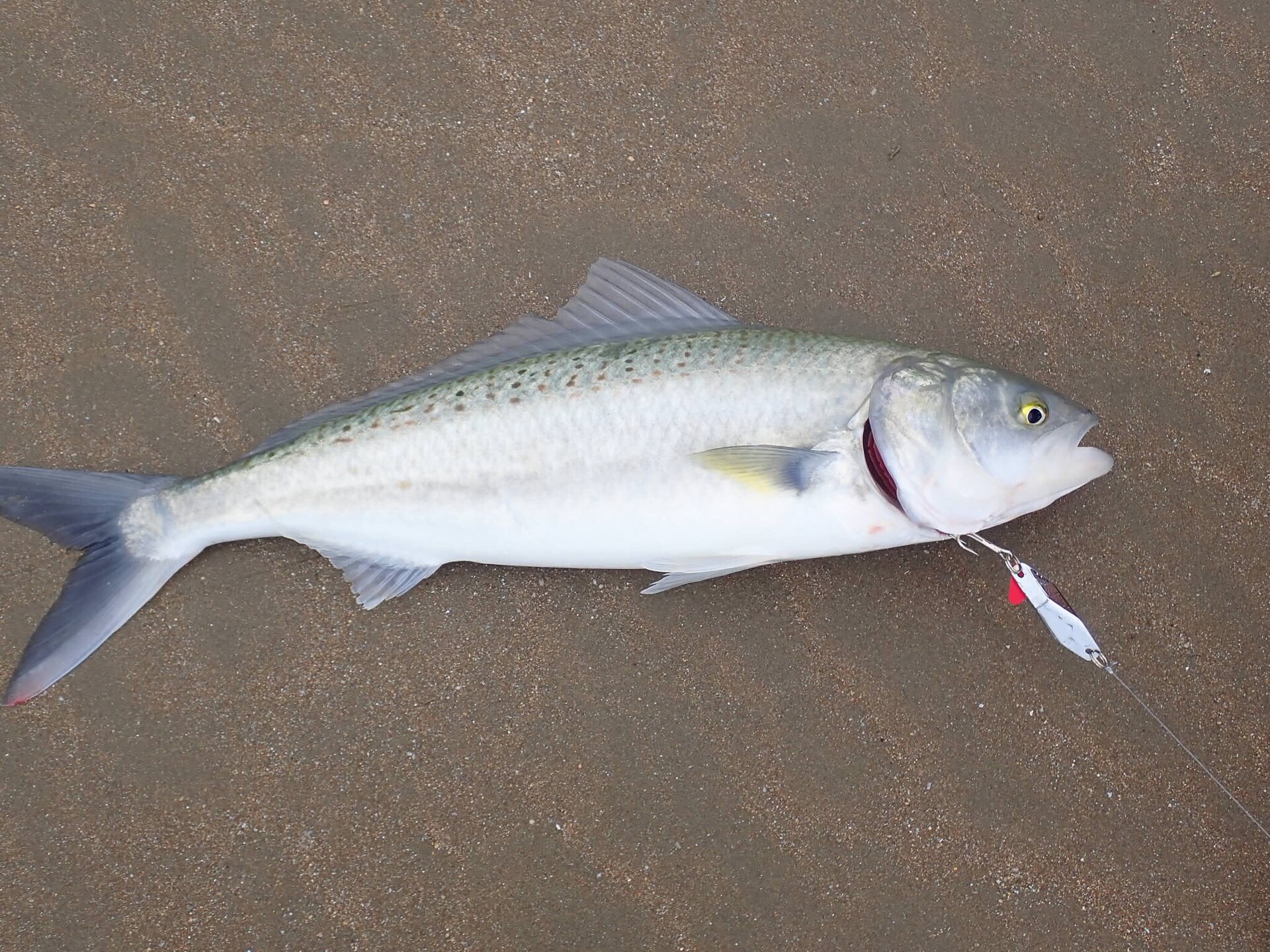 A kahawai laid on wet sand in full side view, showing rows of dark spots along the upper flank, a silver body, a forked tail with dark margins and a small terminal mouth. A metal lure is attached at the jaw.