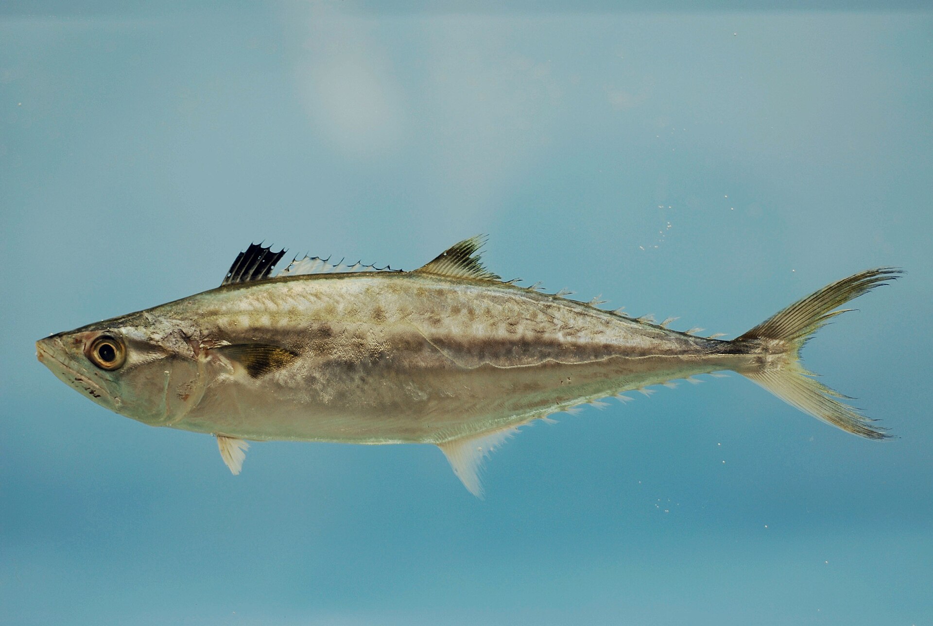 A king mackerel in full lateral view against a pale blue ground, showing an elongate silver body with an unspotted flank, a lateral line dropping abruptly beneath the second dorsal fin, small finlets before a deeply forked tail, and a narrow keeled tail wrist.