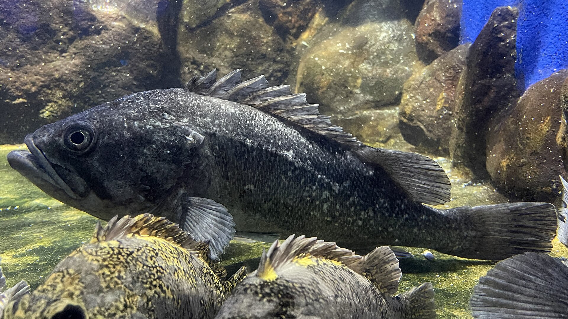 A Korean rockfish in a public aquarium display tank, seen from the side and filling the frame, heavy-bodied and dark grey-black with irregular pale and dusky blotching over the flank, a strong spiny dorsal fin, a large eye and a big oblique mouth with the lower jaw projecting.