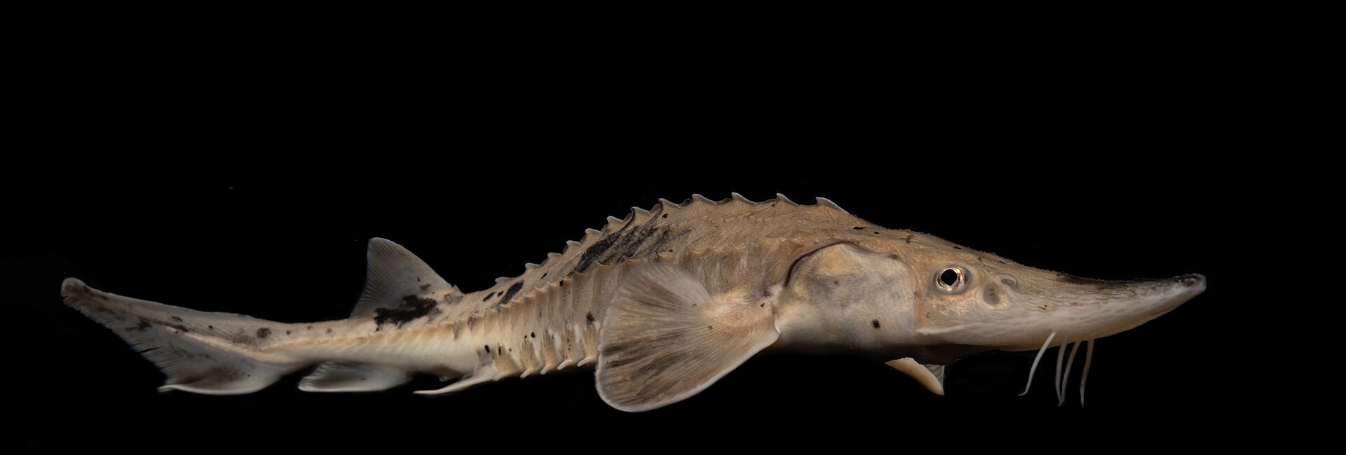 A juvenile lake sturgeon photographed in full side view against black, with a row of sharp bony scutes along the back and another along the flank, four barbels hanging beneath a pointed snout in front of a tube-like mouth, and a shark-like tail whose upper lobe is much longer than the lower.