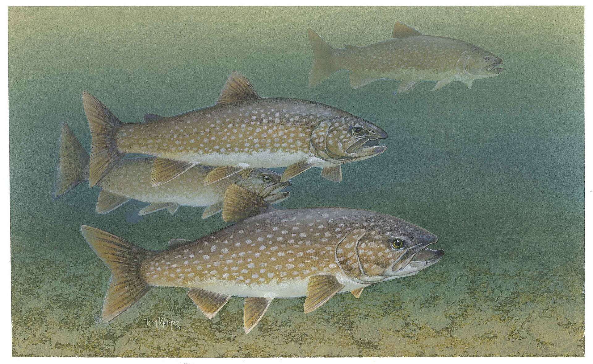 A painted illustration of three lake trout over a stony bottom, showing pale spots scattered over a brown body without vermiculation, and a deeply forked tail.