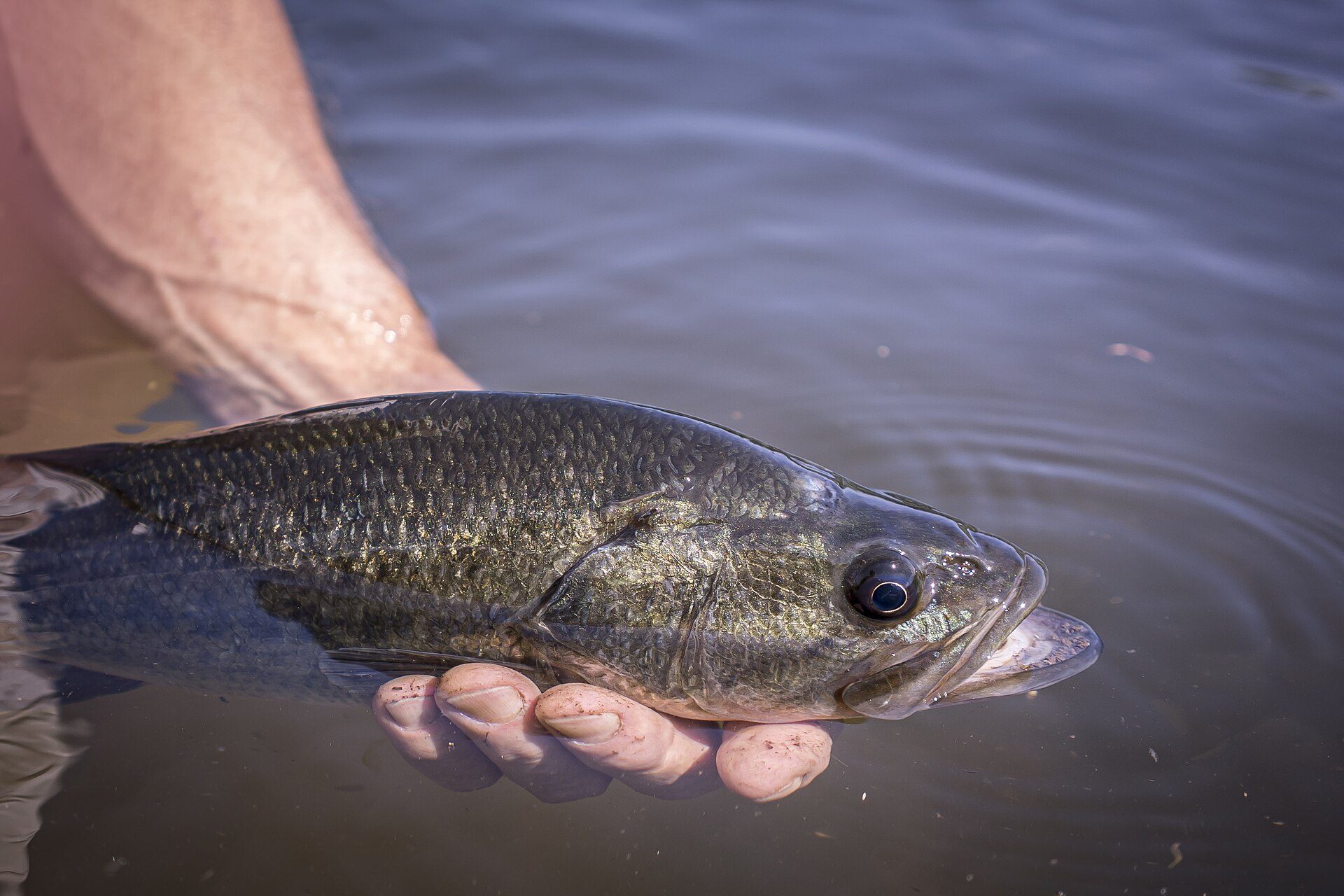 A largemouth bass held in the water for release, showing the upper jaw extending past the rear edge of the eye.