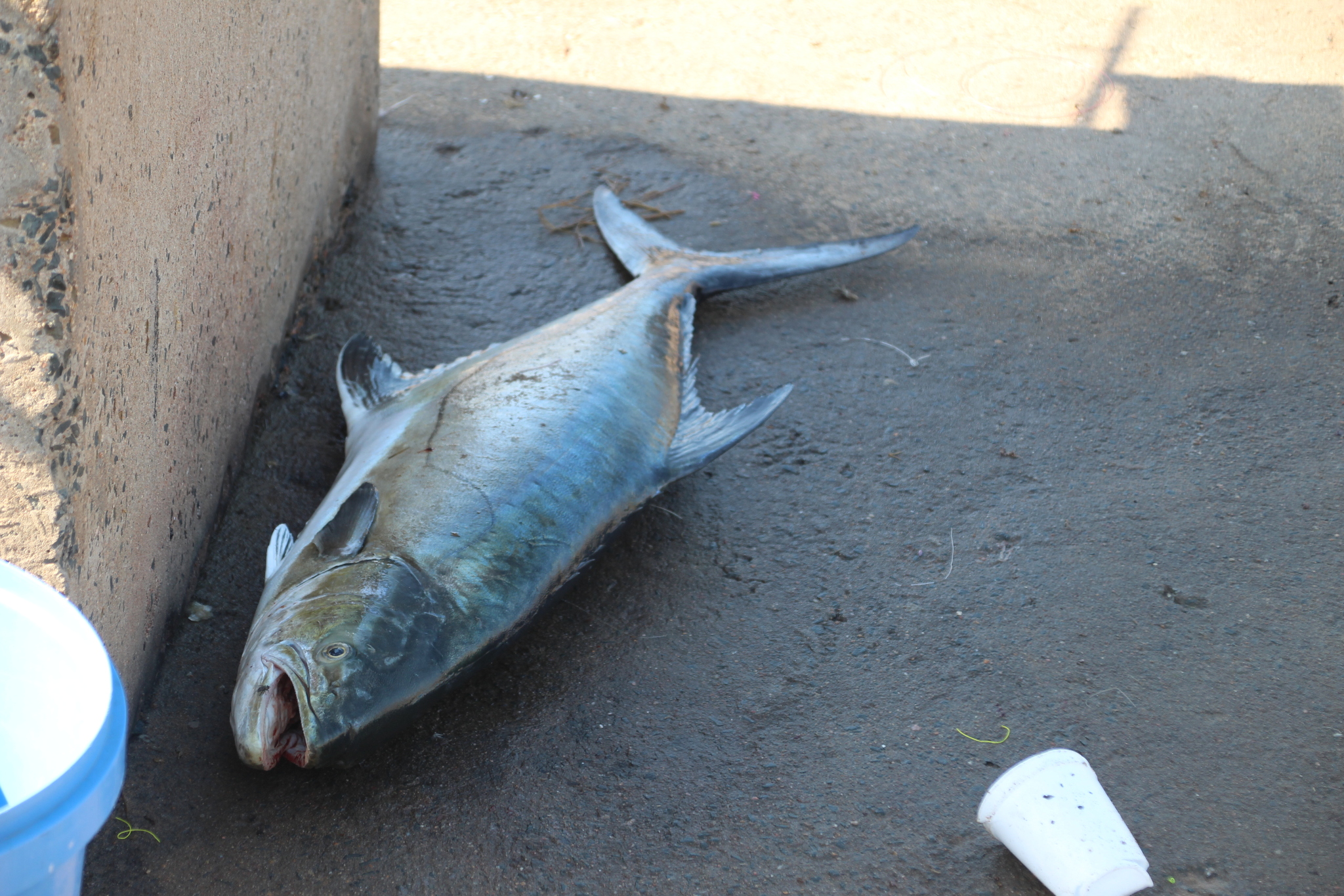A leerfish lying on its side against a concrete quay wall at Durban, seen from the side along its whole length, the body deep and strongly flattened side to side, a row of short separate spines along the back ahead of the second dorsal fin, a deeply forked tail with dark lobes, and a lateral line that can be traced from behind the gill cover with a wave in it over the pectoral.