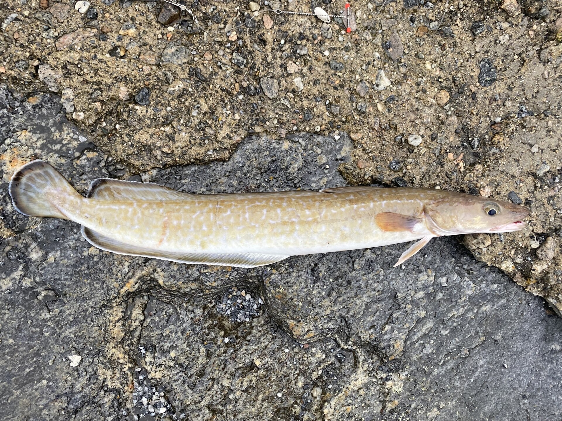 A ling laid on wet rock in full side view, showing a long body with a short first dorsal fin, a very long second dorsal and anal fin, a rounded dark-edged tail and a barbel on the chin.