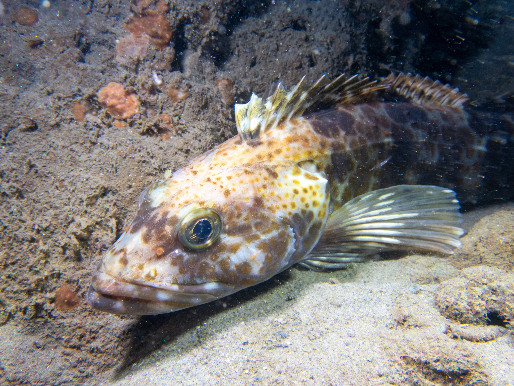 A lingcod at rest on sand off California, seen from the side and slightly above, its jaw line running back well past the rear of a large gold eye, the head and forebody mottled in orange-brown, cream and white, and the front of a long dorsal fin standing up with a notch visible between its spiny and soft portions.